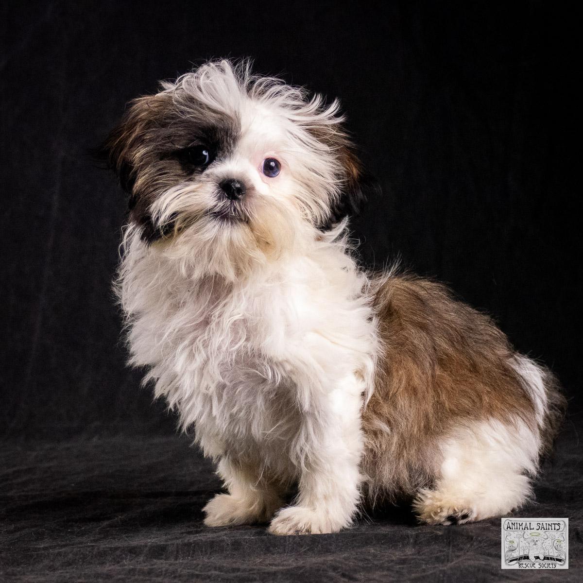 Enlarge Sahni, an adopted mixed breed in Fort Montgomery, NY image 3/6