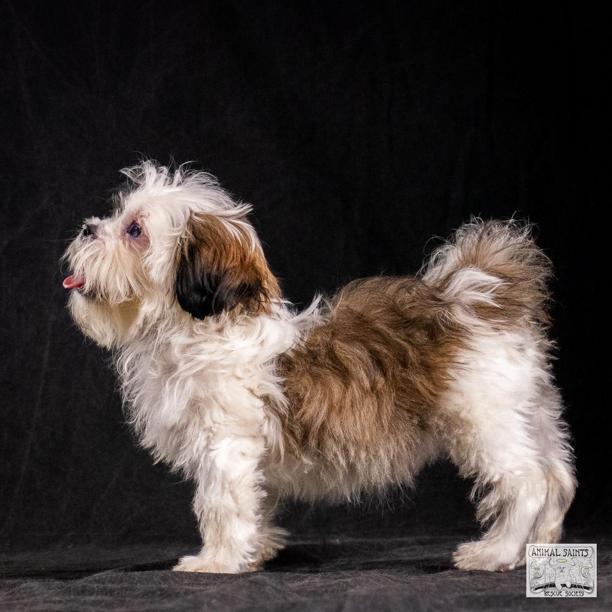 Enlarge Sahni, an adopted mixed breed in Fort Montgomery, NY image 4/6