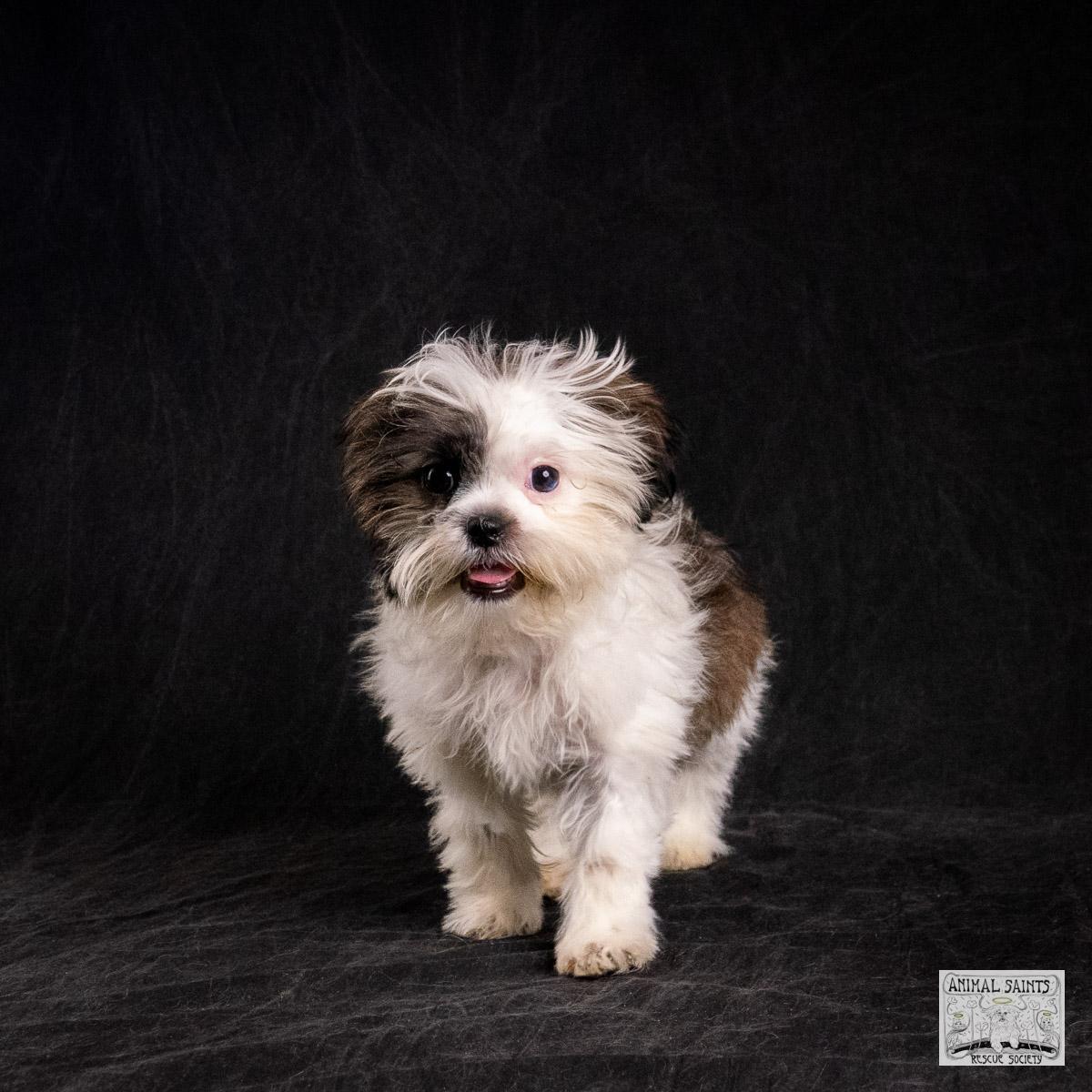 Enlarge Sahni, an adopted mixed breed in Fort Montgomery, NY image 5/6