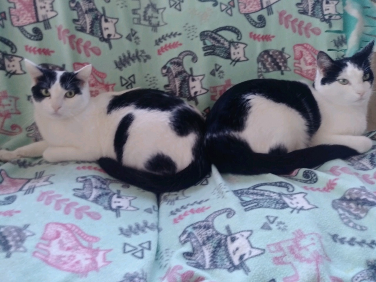 Mercury & Neptune ~ Bonded Bothers, a Adoptable Domestic Short Hair in Tustin, CA image 1/8