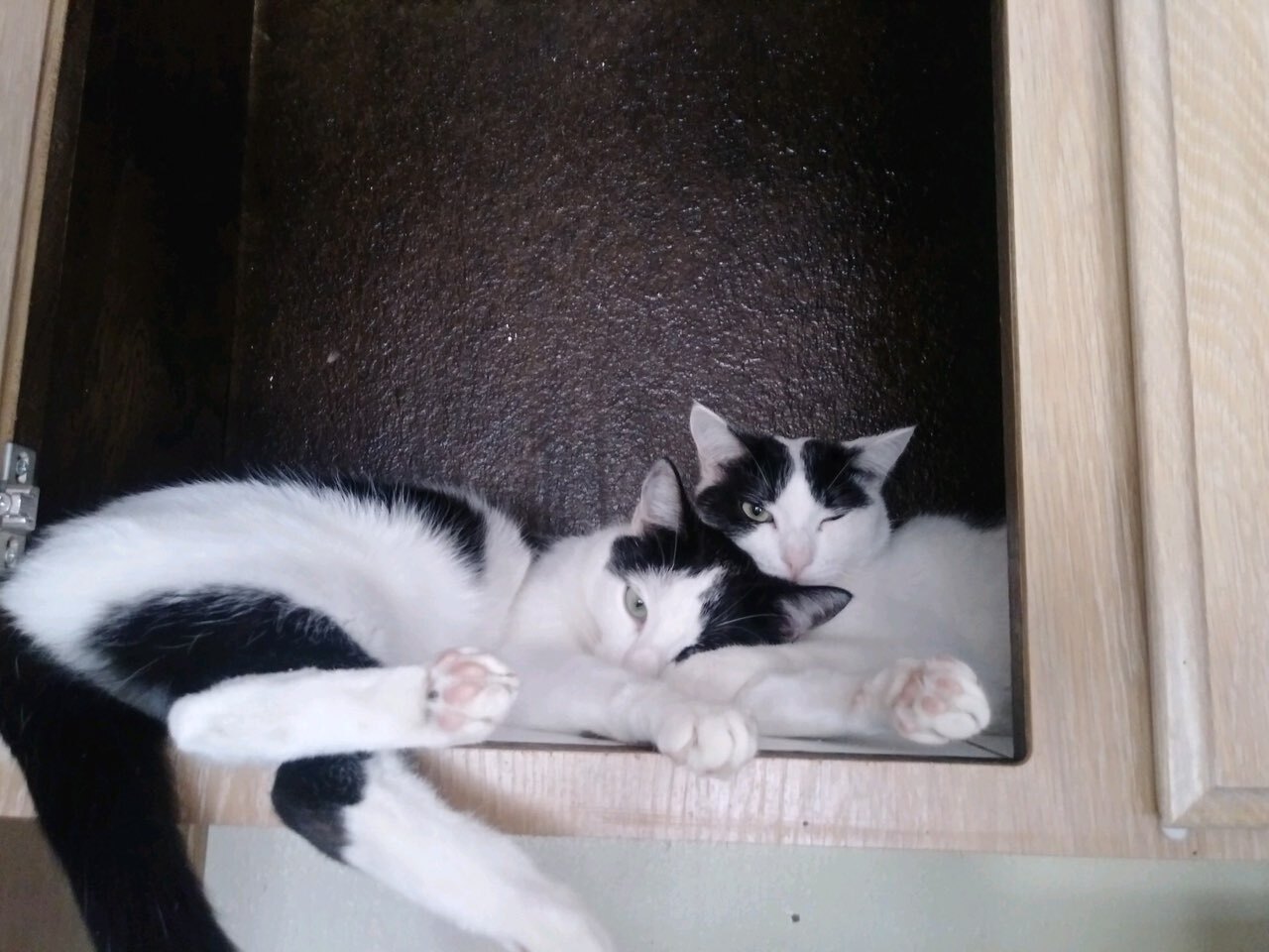 Mercury & Neptune ~ Bonded Bothers, a Adoptable Domestic Short Hair in Tustin, CA image 2/8