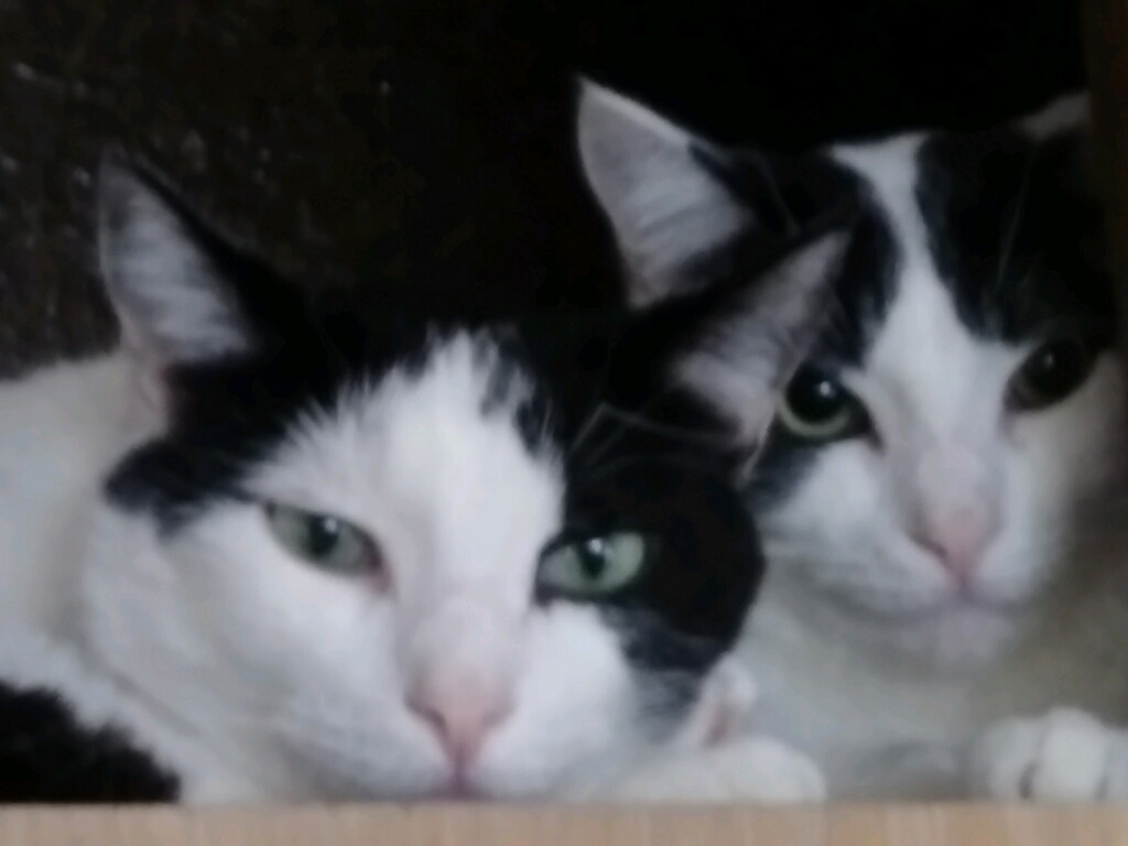 Mercury & Neptune ~ Bonded Bothers, a Adoptable Domestic Short Hair in Tustin, CA image 3/8