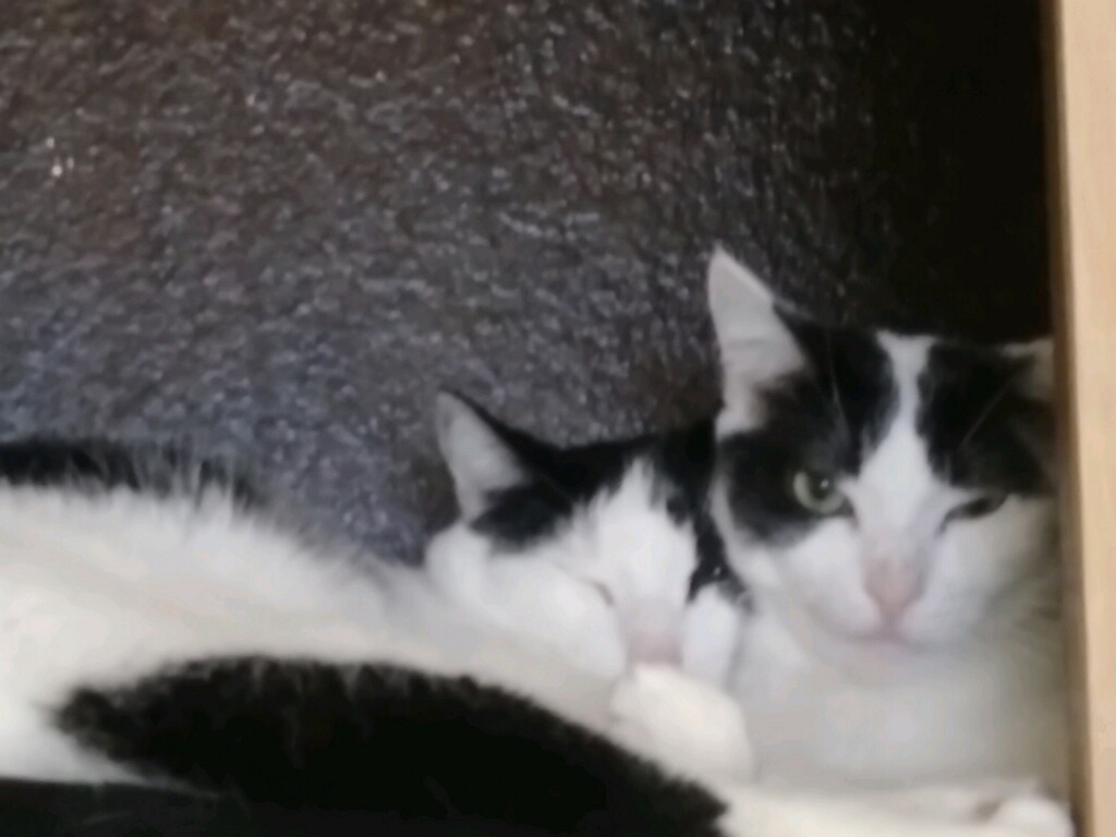 Mercury & Neptune ~ Bonded Bothers, a Adoptable Domestic Short Hair in Tustin, CA image 4/8