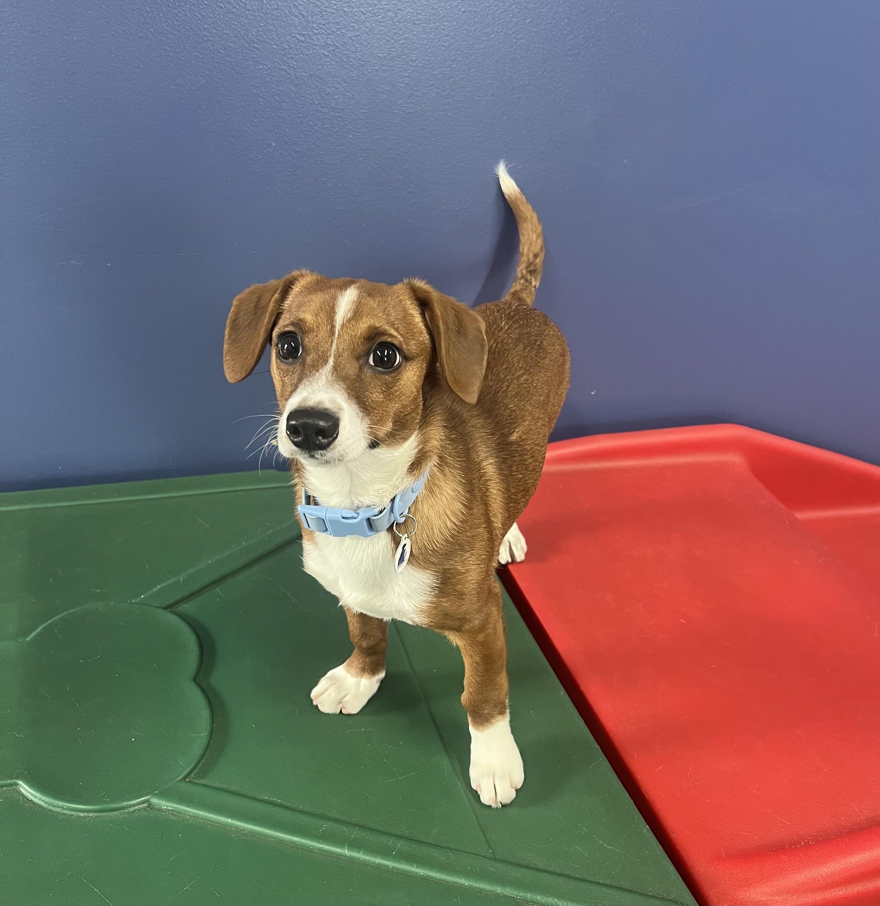 Enlarge Andy, a ADOPTABLE mixed breed in High Ridge, MO image 1/2