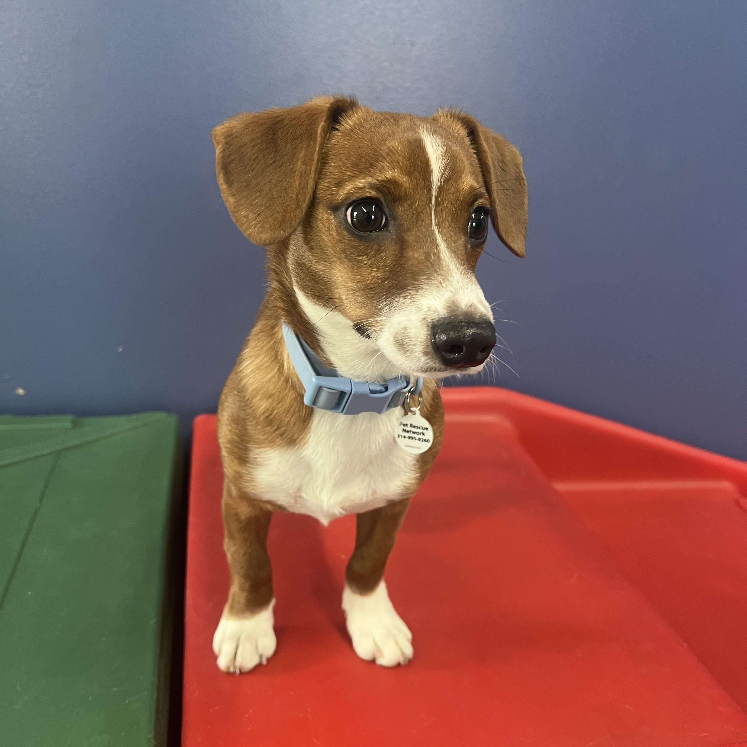 Enlarge Andy, a ADOPTABLE mixed breed in High Ridge, MO image 2/2