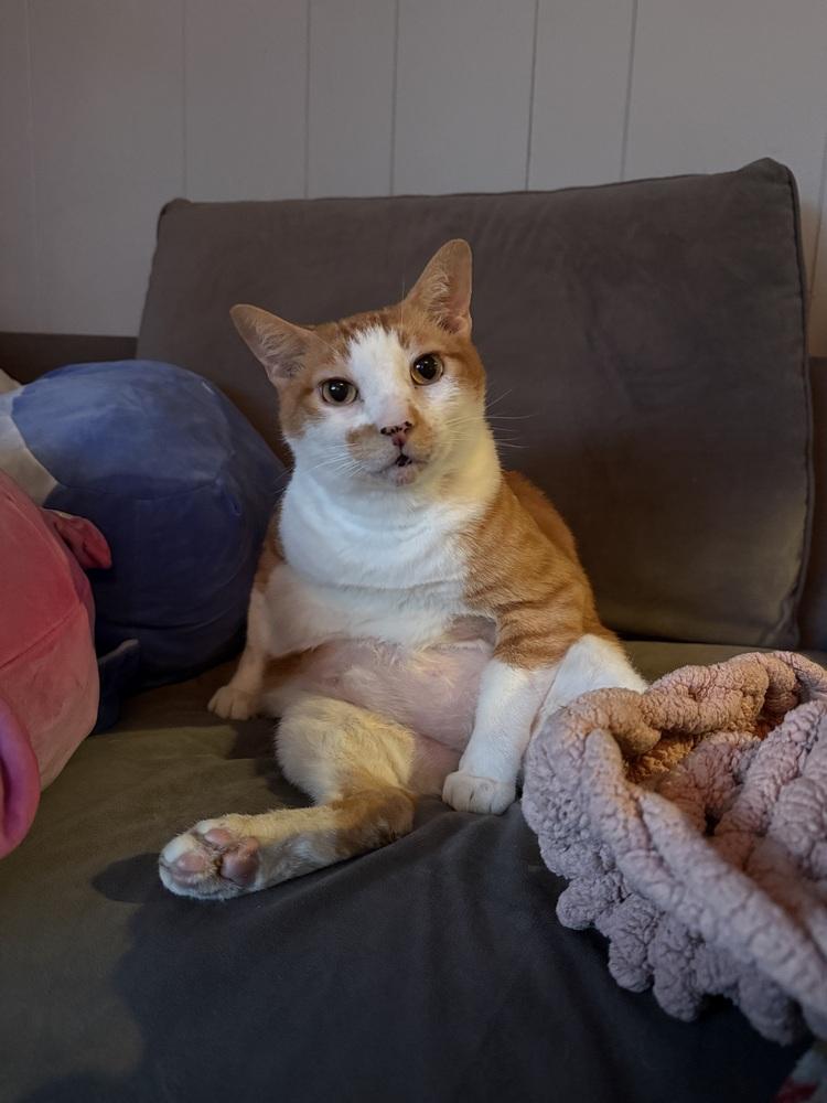 Enlarge Stanley, a Adoptable Domestic Short Hair in Bellingham, WA image 1/6