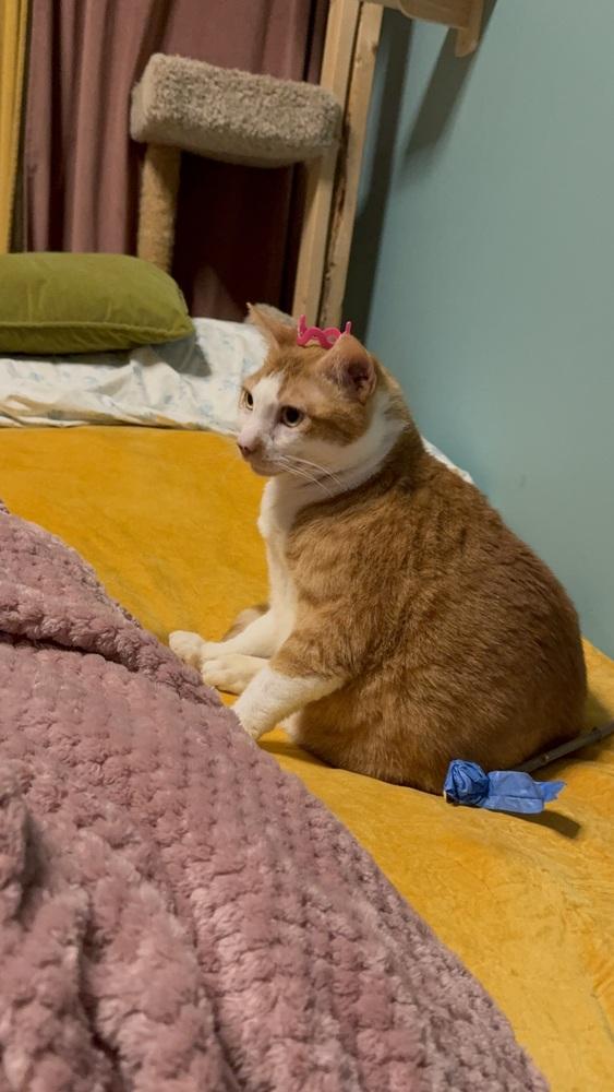 Enlarge Stanley, a Adoptable Domestic Short Hair in Bellingham, WA image 2/6