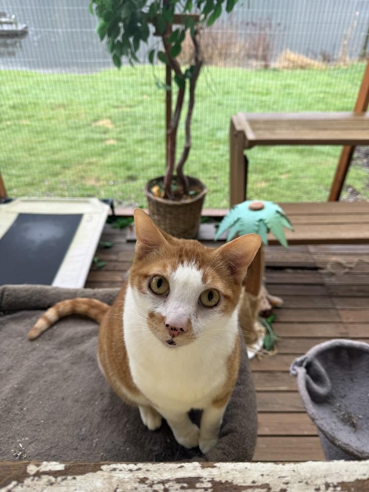 Enlarge Stanley, a Adoptable Domestic Short Hair in Bellingham, WA image 3/6