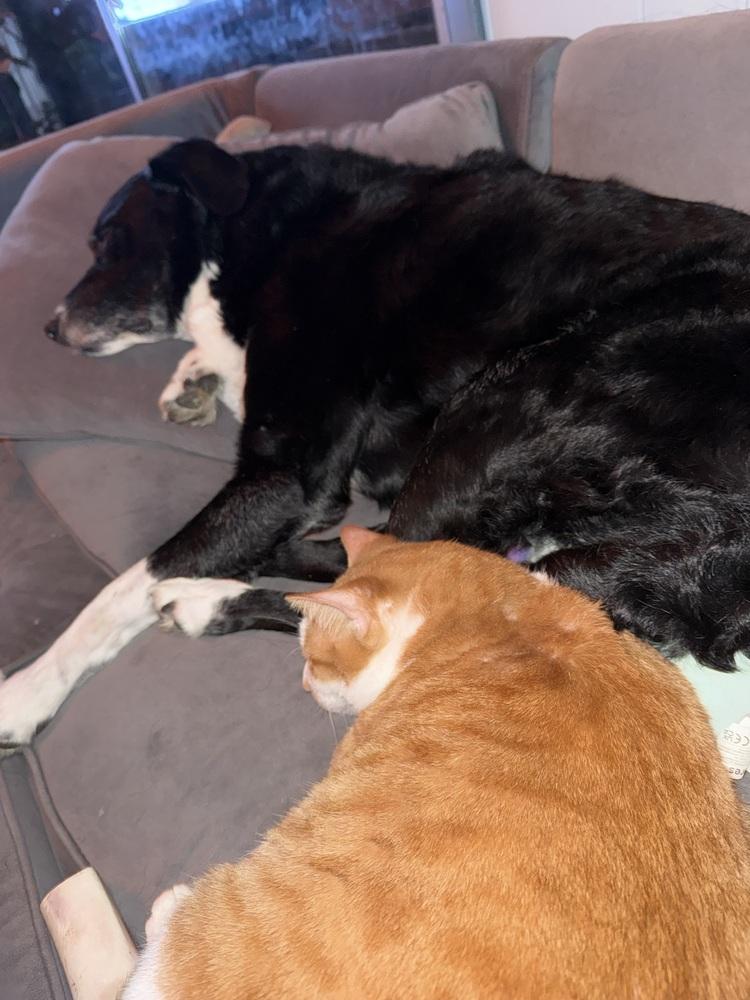 Enlarge Stanley, a Adoptable Domestic Short Hair in Bellingham, WA image 4/6