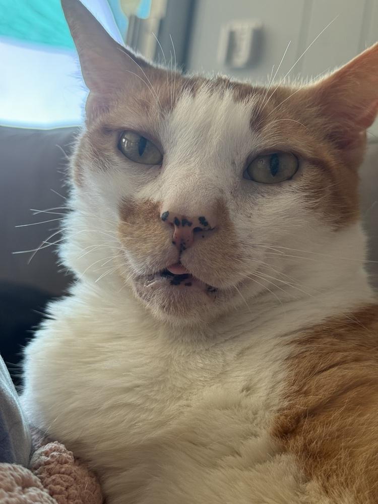 Enlarge Stanley, a Adoptable Domestic Short Hair in Bellingham, WA image 5/6