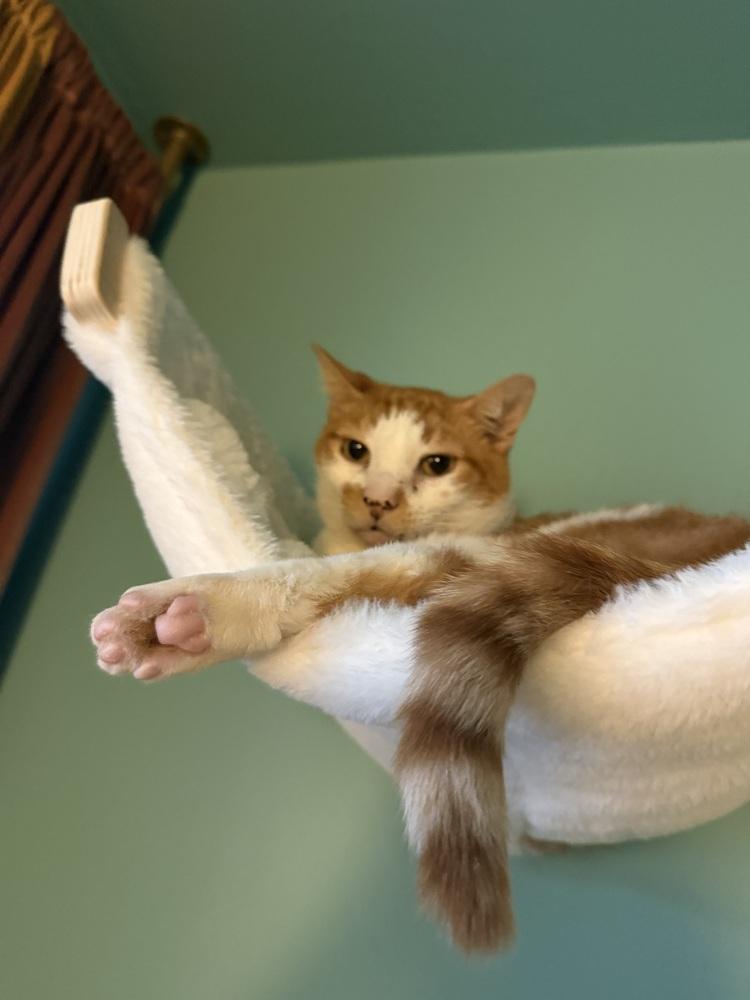 Enlarge Stanley, a Adoptable Domestic Short Hair in Bellingham, WA image 6/6