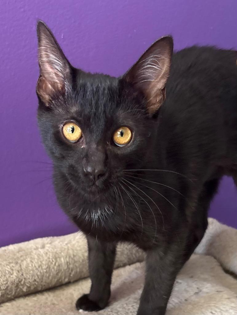 Olivia, Adoptable, Kitten Female Domestic Short Hair.