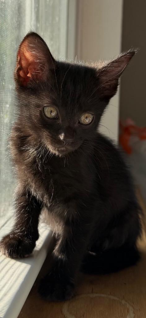 Enlarge Olivia, a Adoptable mixed breed in Claremore, OK image 2/2
