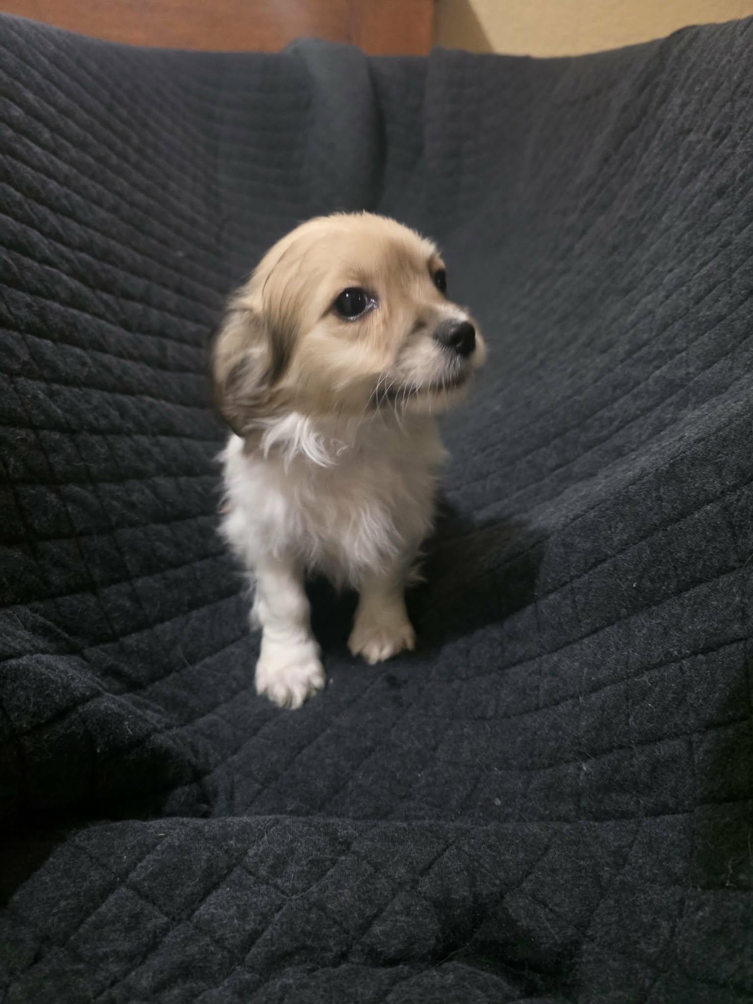 Clover, an adopted mixed breed in Encinitas, CA image 6/6