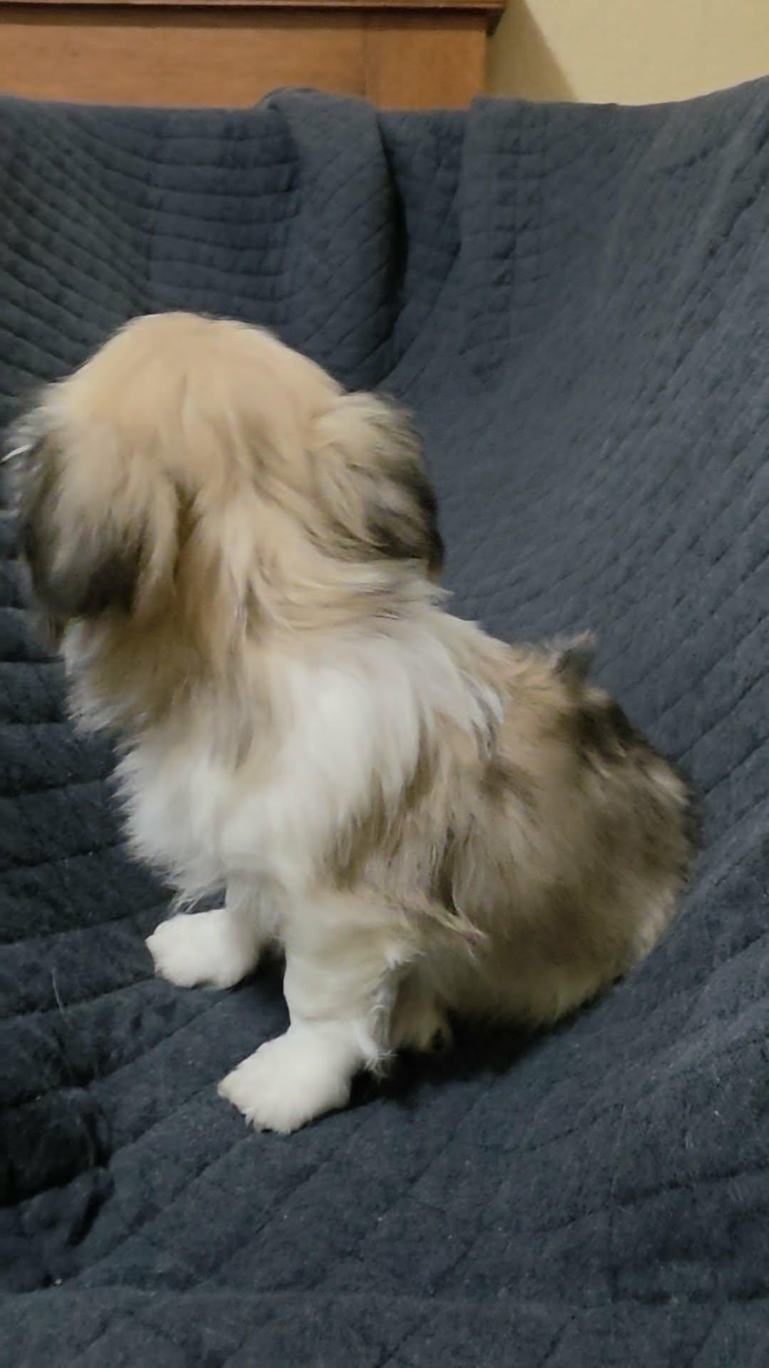 Clover, an adopted mixed breed in Encinitas, CA image 3/6