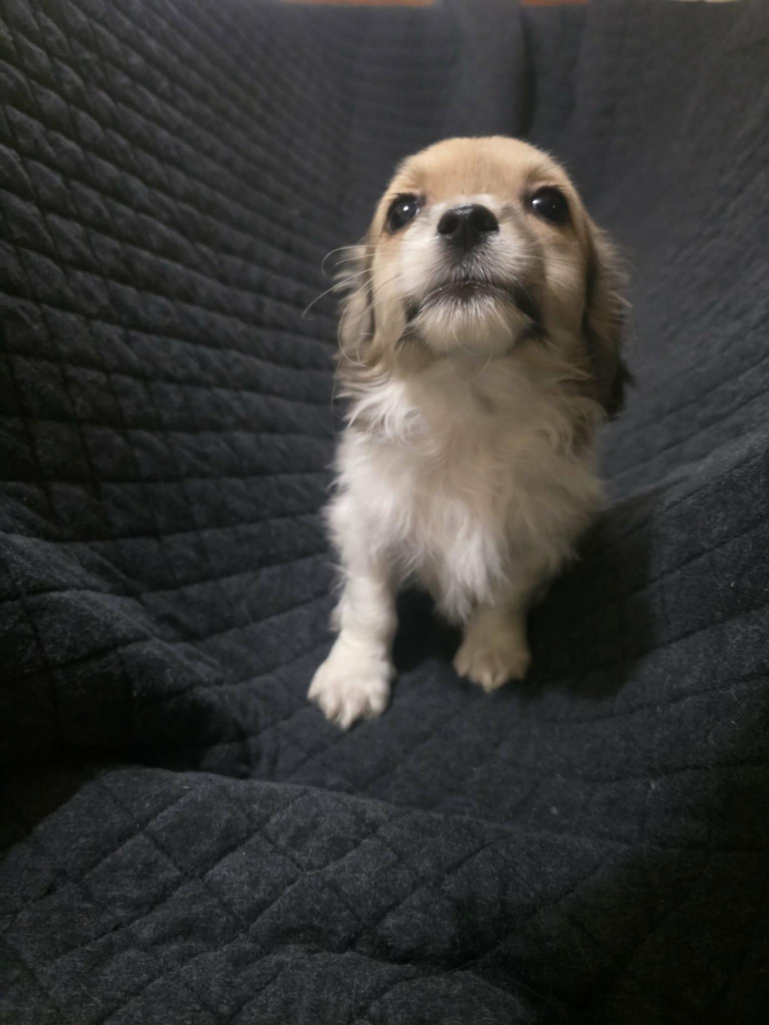 Clover, an adopted mixed breed in Encinitas, CA image 5/6