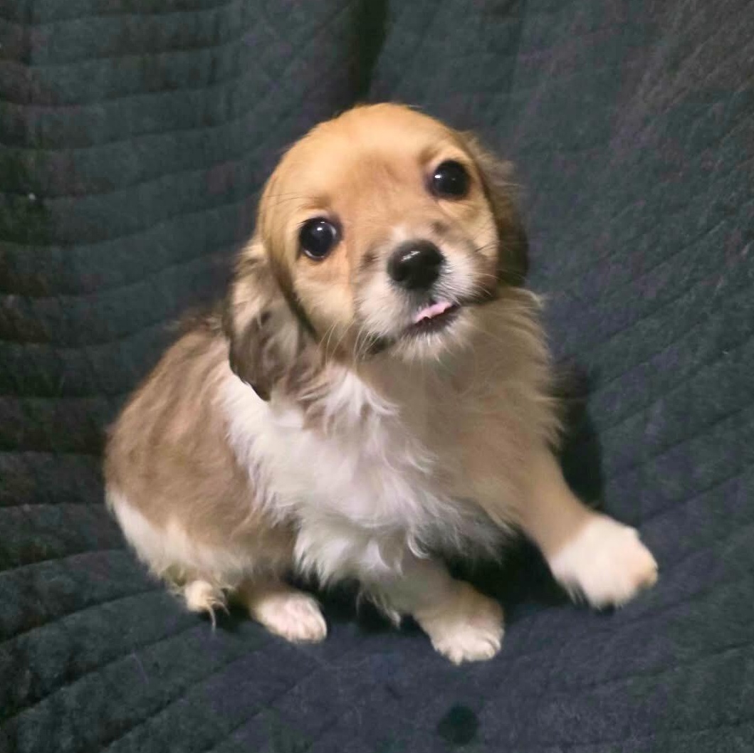 Clover, adopted, Puppy Male Papillon & Spaniel.