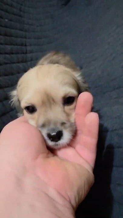 Enlarge Clover, an adopted mixed breed in Encinitas, CA video 4/6