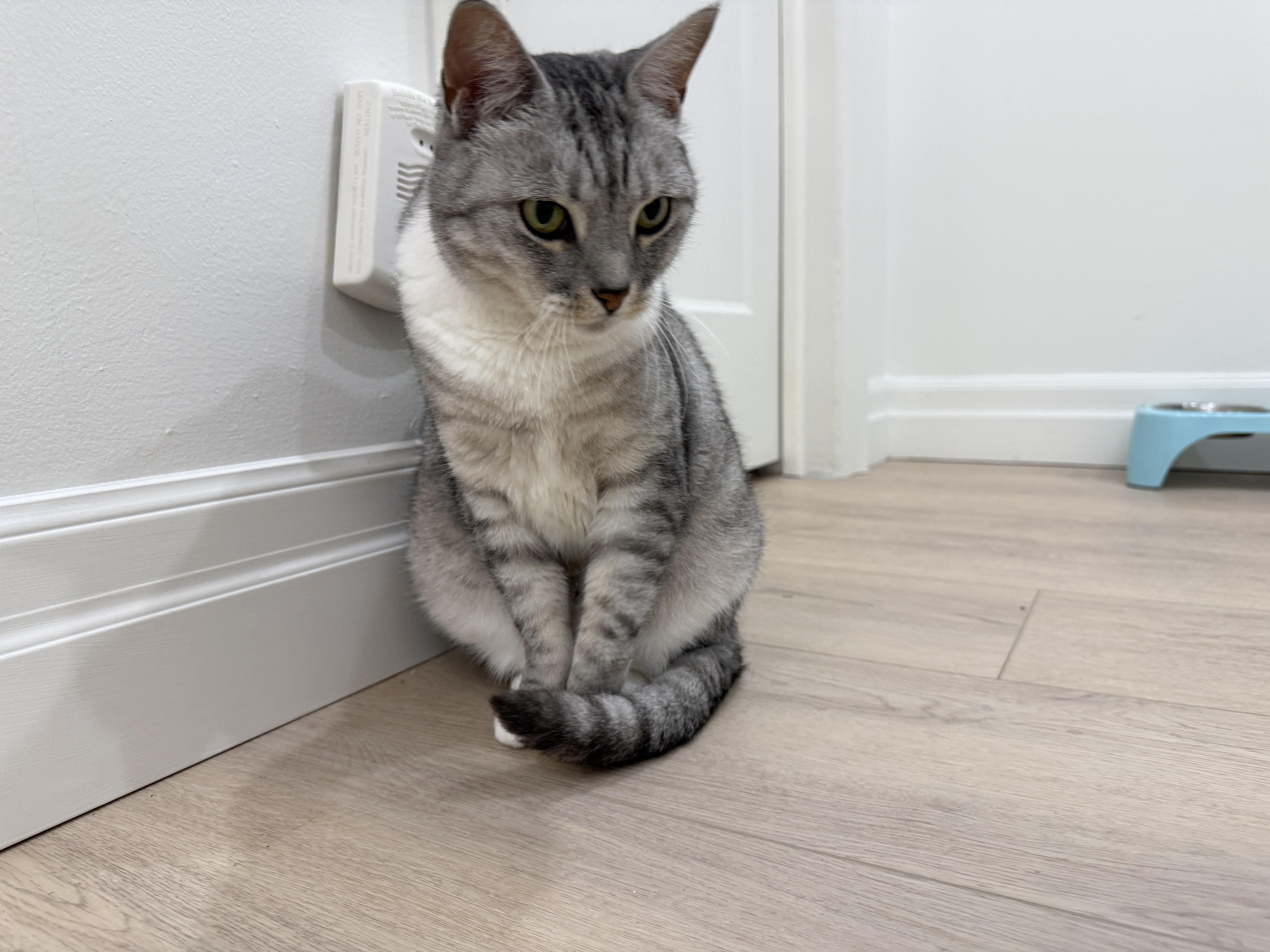 Enlarge Moon and June, a ADOPTABLE American Shorthair in Markham, ON image 2/2