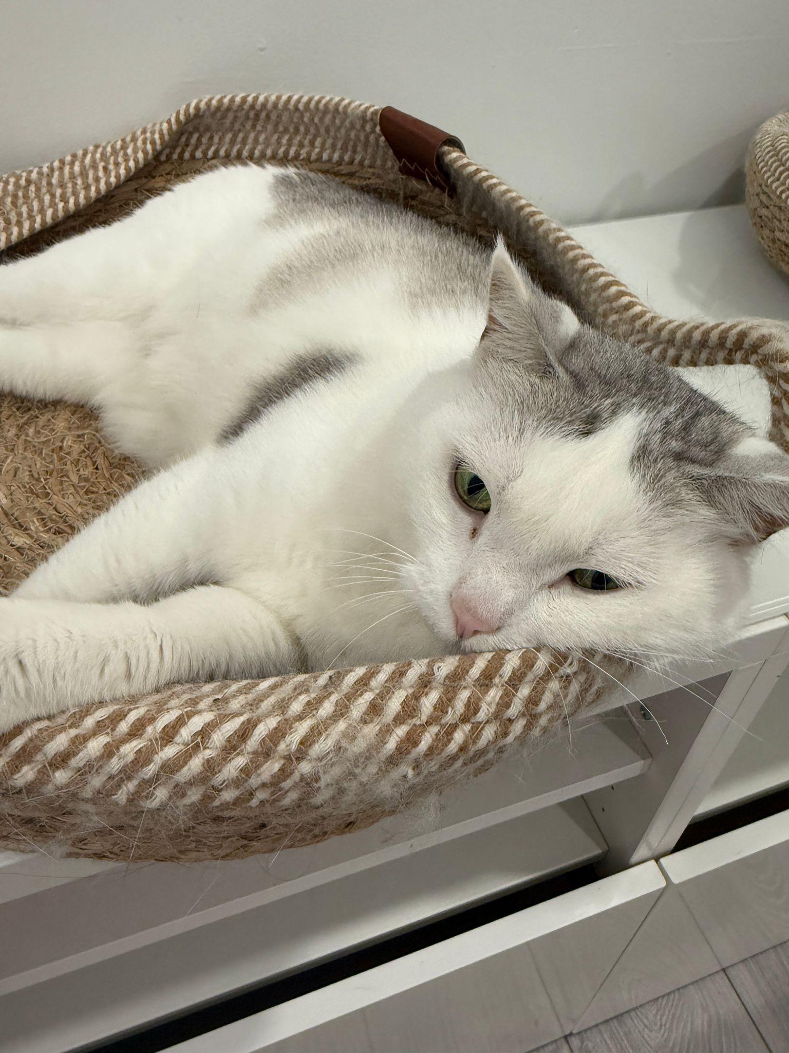 Moon and June, a ADOPTABLE American Shorthair in Markham, ON image 1/2