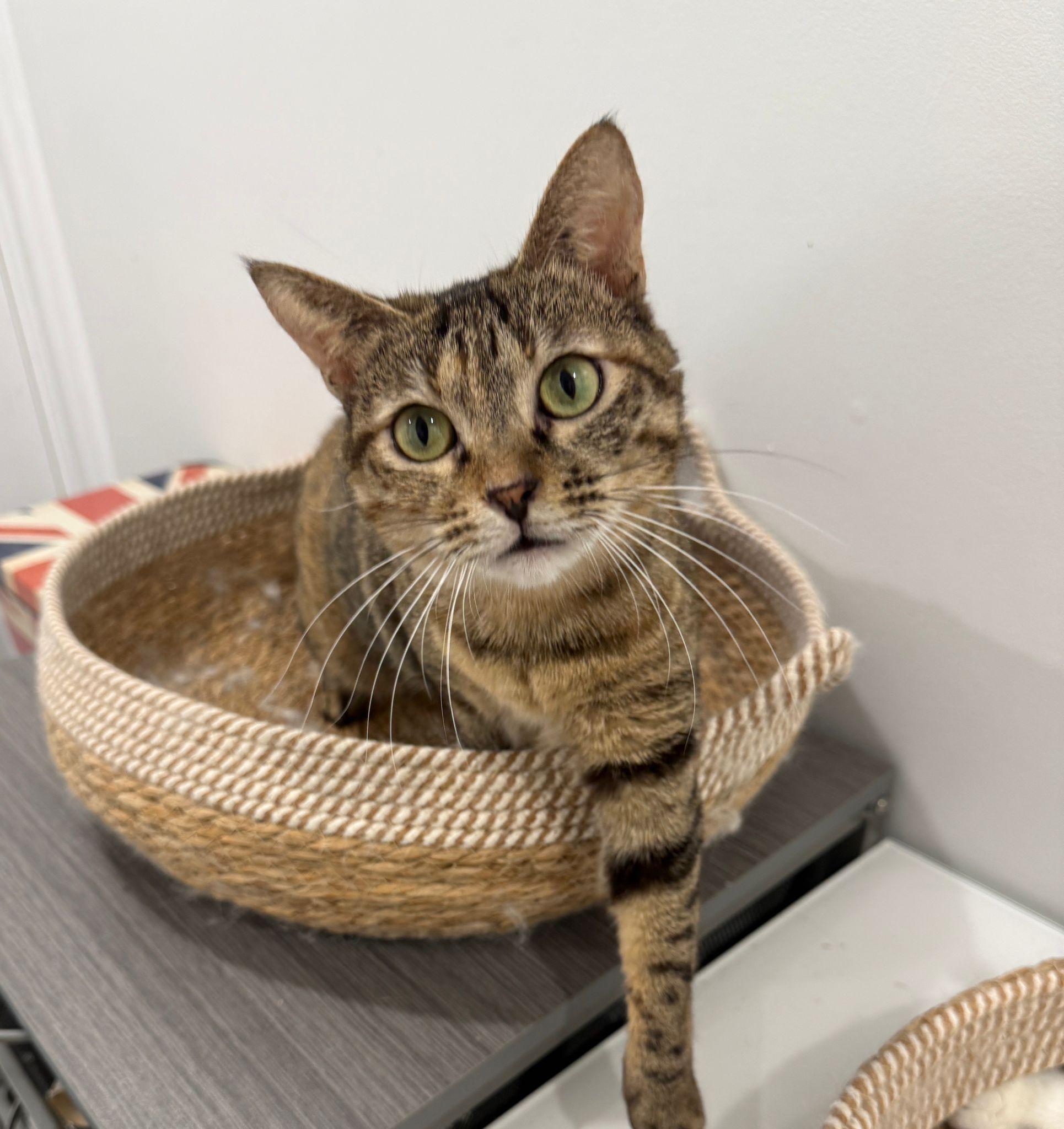 Moon and June, a ADOPTABLE American Shorthair in Markham, ON image 2/2