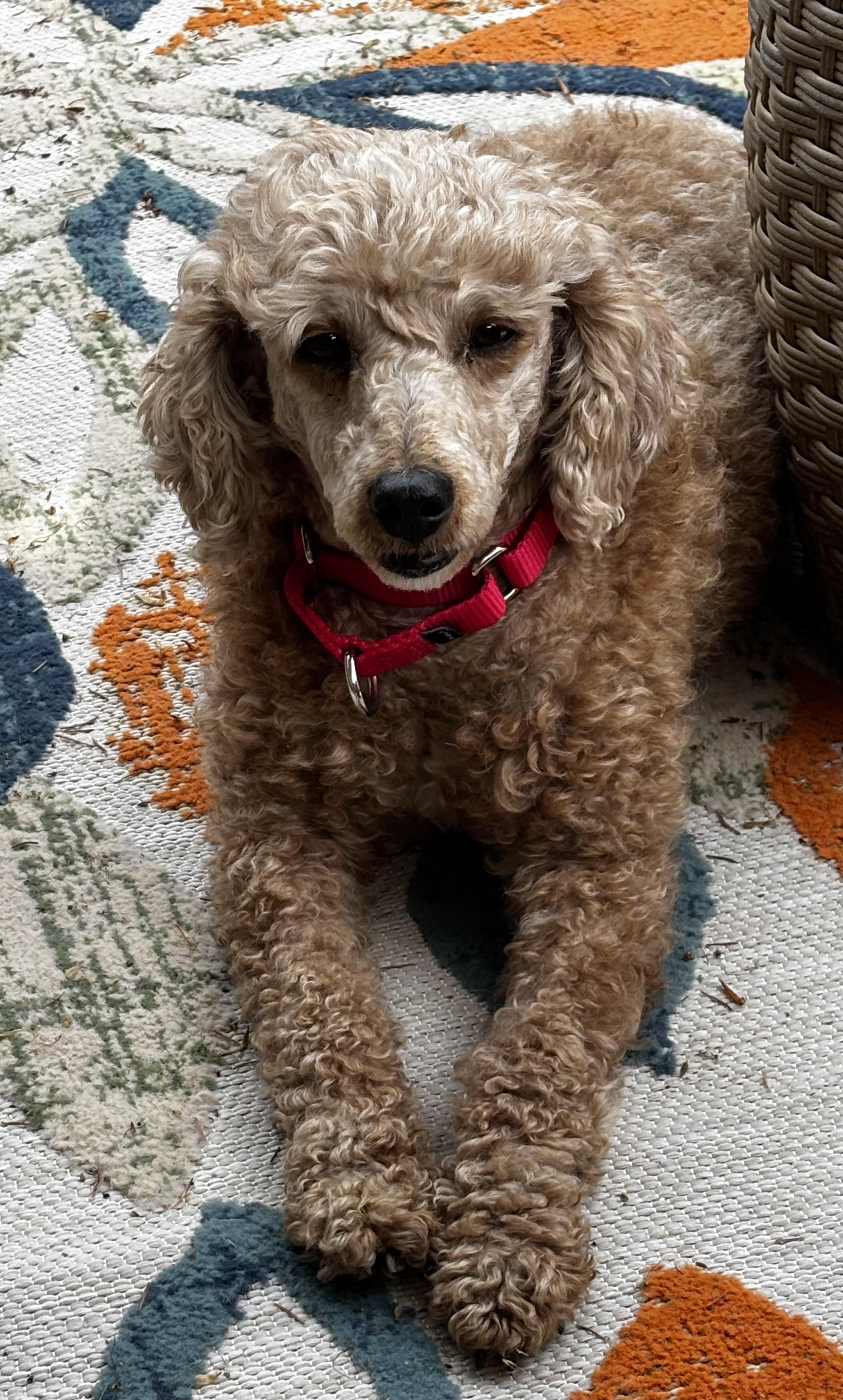 Enlarge Bubbles, a ADOPTABLE Miniature Poodle in Union Grove, WI image 3/4