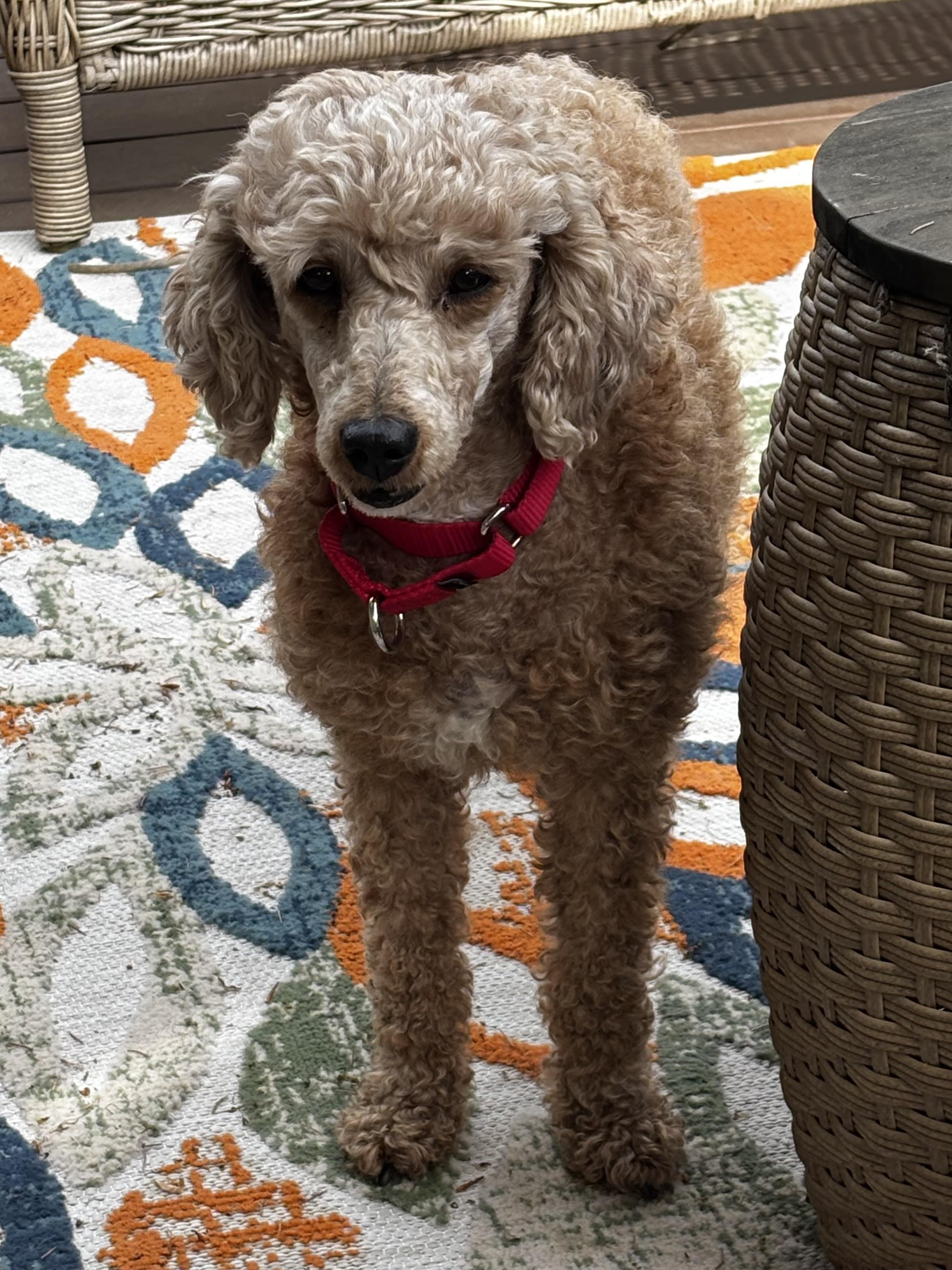 Bubbles, ADOPTABLE, Adult Female Miniature Poodle.
