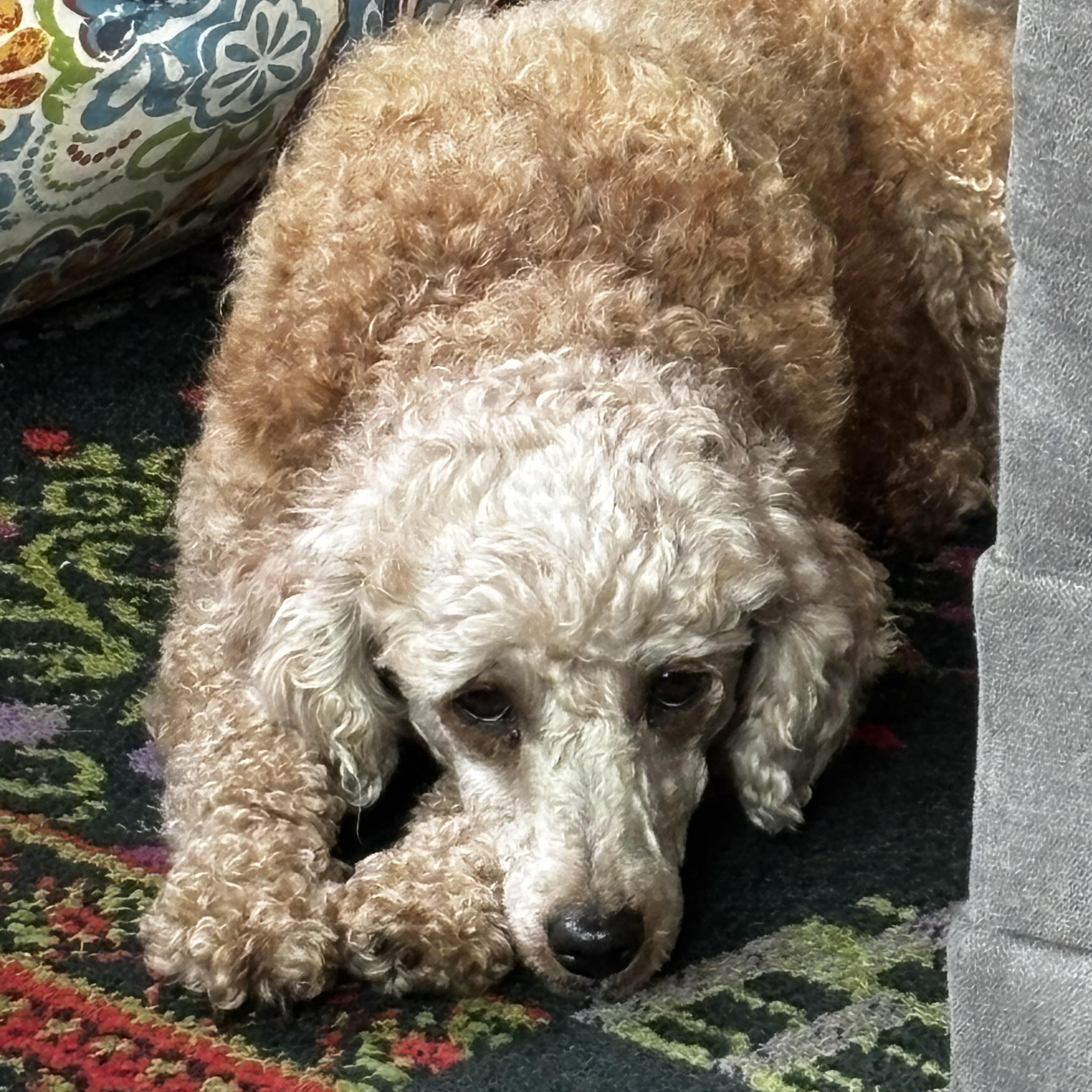 Enlarge Bubbles, a ADOPTABLE Miniature Poodle in Union Grove, WI image 2/4