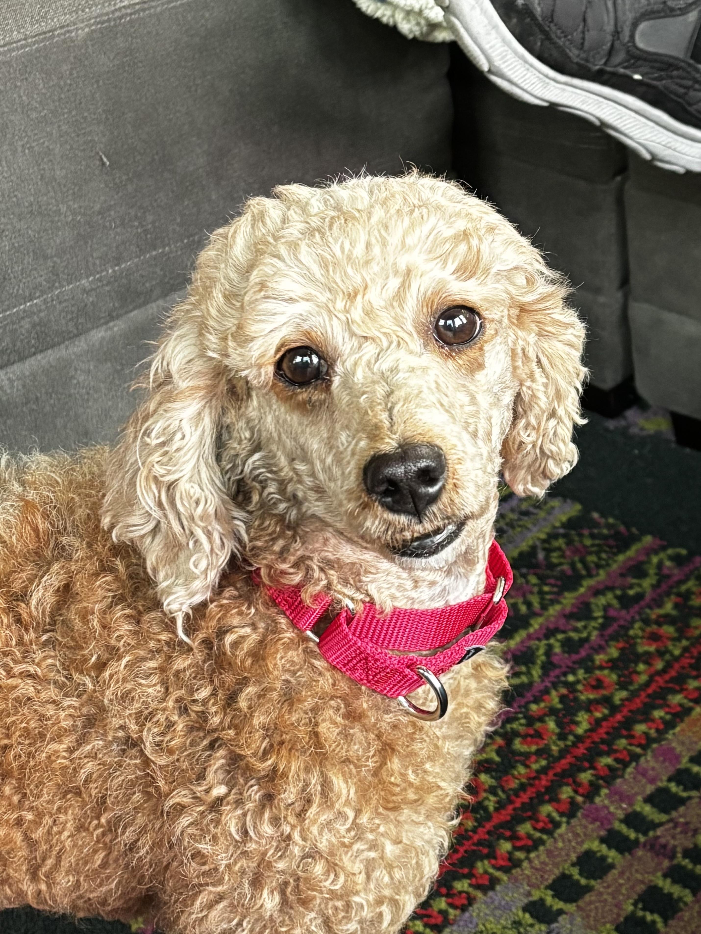 Enlarge Bubbles, a ADOPTABLE Miniature Poodle in Union Grove, WI image 4/4