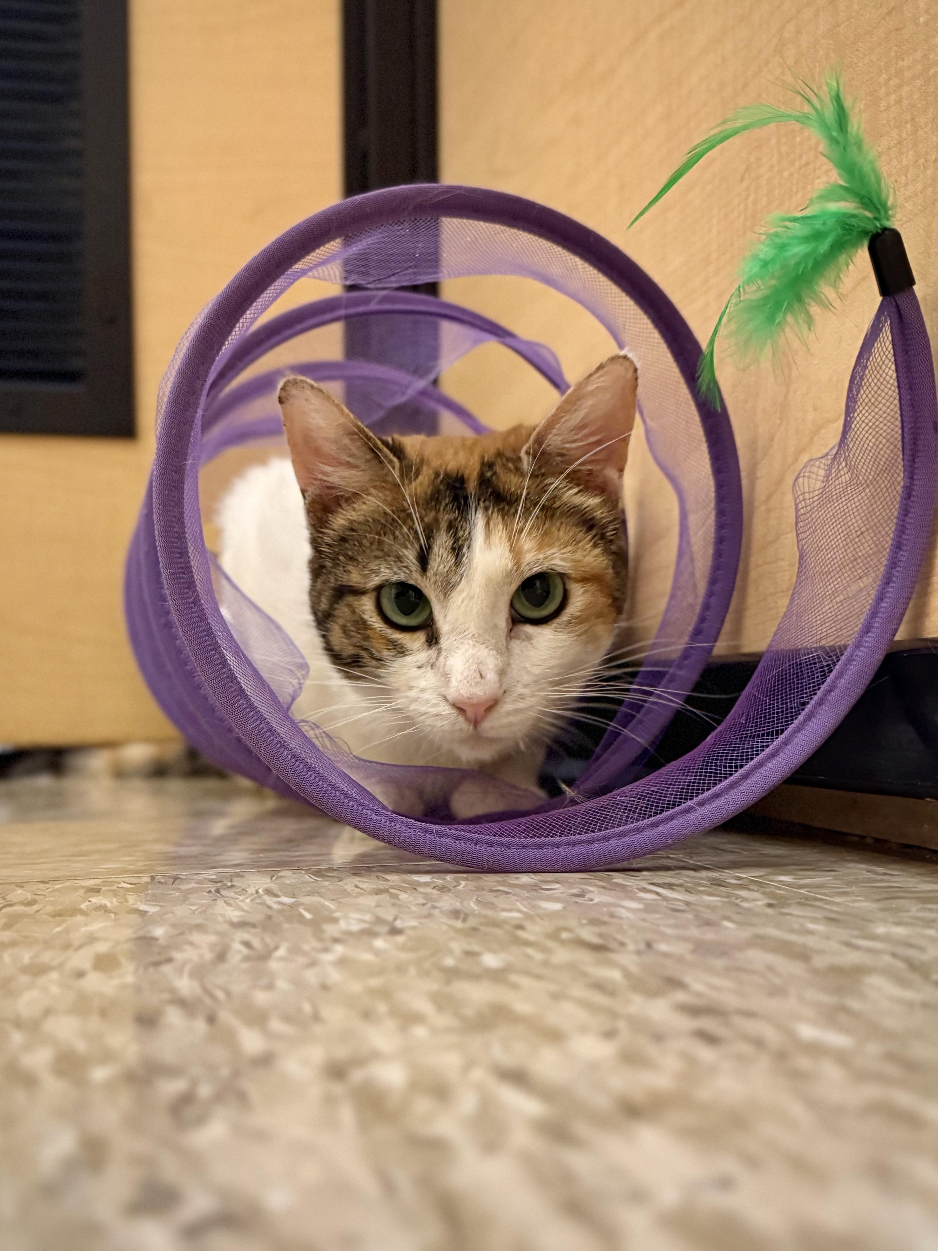 Enlarge Stacy - beautiful and VERY smart , a Adoptable American Shorthair in Austin, TX image 2/6