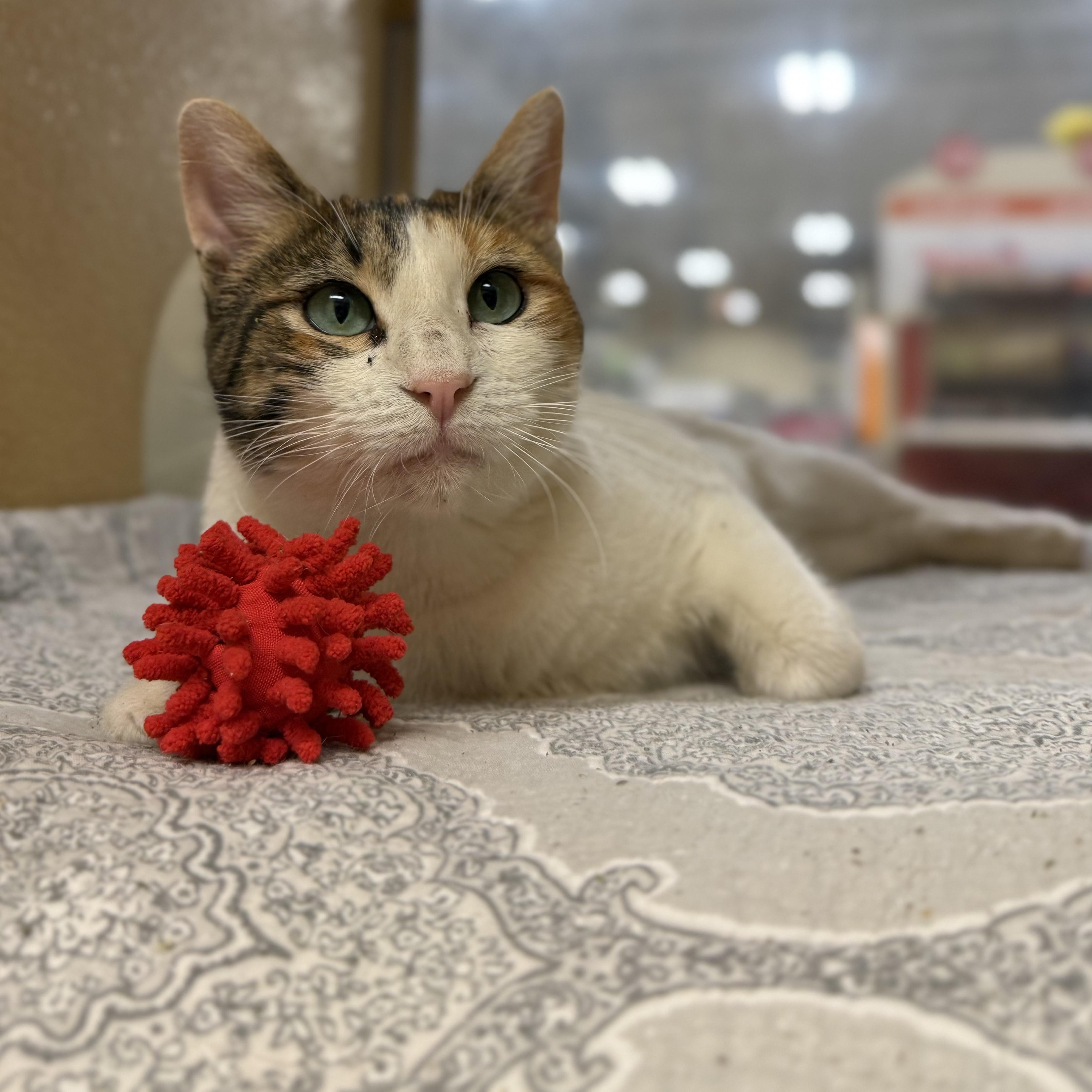 Stacy - beautiful and VERY smart , Adoptable, Adult Female American Shorthair.