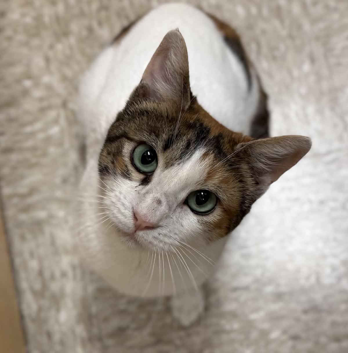 Enlarge Stacy - beautiful and VERY smart , a Adoptable American Shorthair in Austin, TX image 5/6