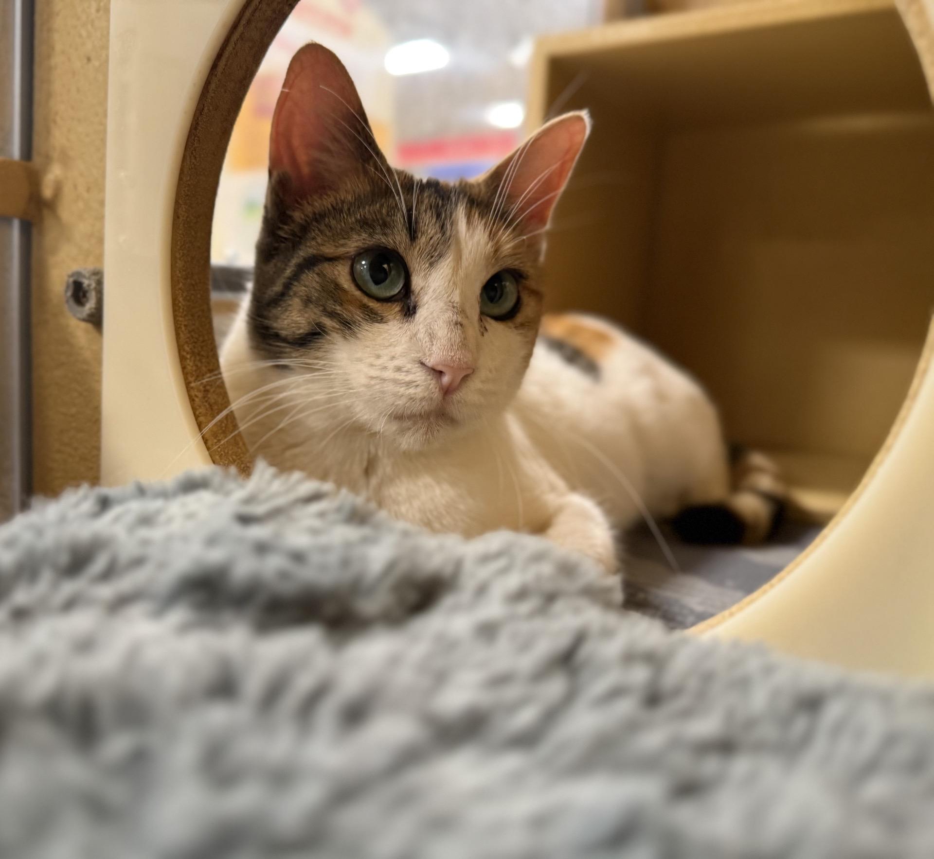 Enlarge Stacy - beautiful and VERY smart , a Adoptable American Shorthair in Austin, TX image 6/6