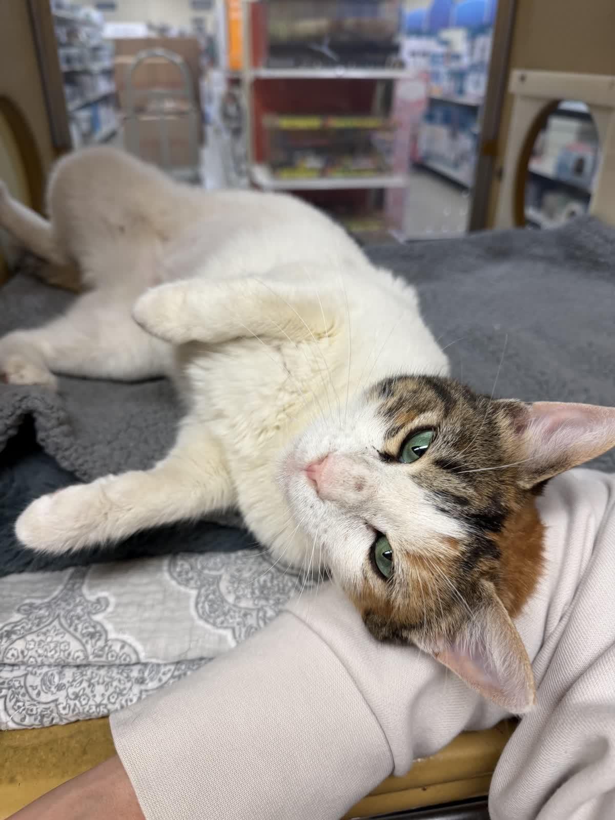 Enlarge Stacy - beautiful and VERY smart , a Adoptable American Shorthair in Austin, TX image 4/6