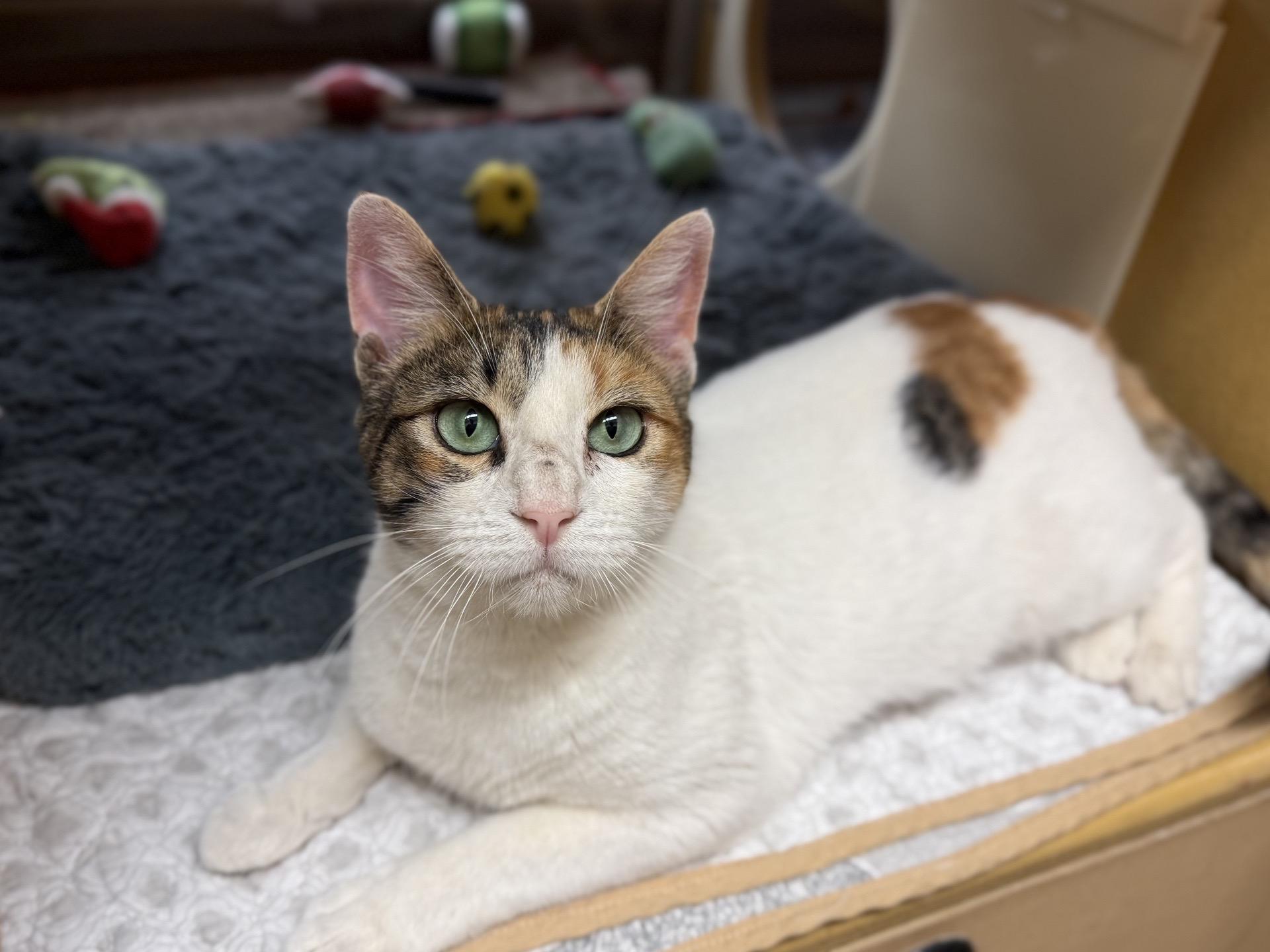 Enlarge Stacy - beautiful and VERY smart , a Adoptable American Shorthair in Austin, TX image 3/6