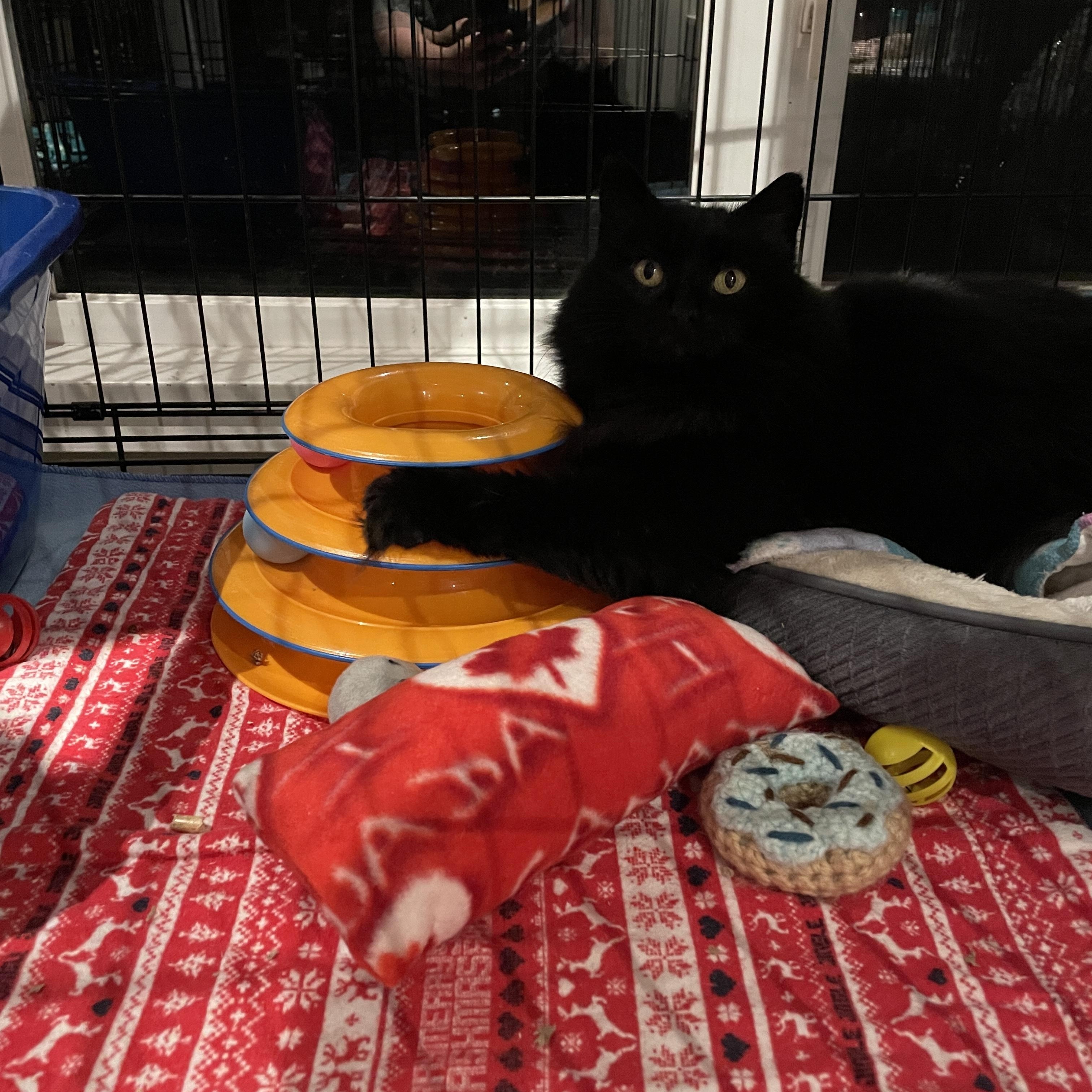 Penelope, a ADOPTABLE Domestic Medium Hair in Salt Spring Island, BC image 2/4