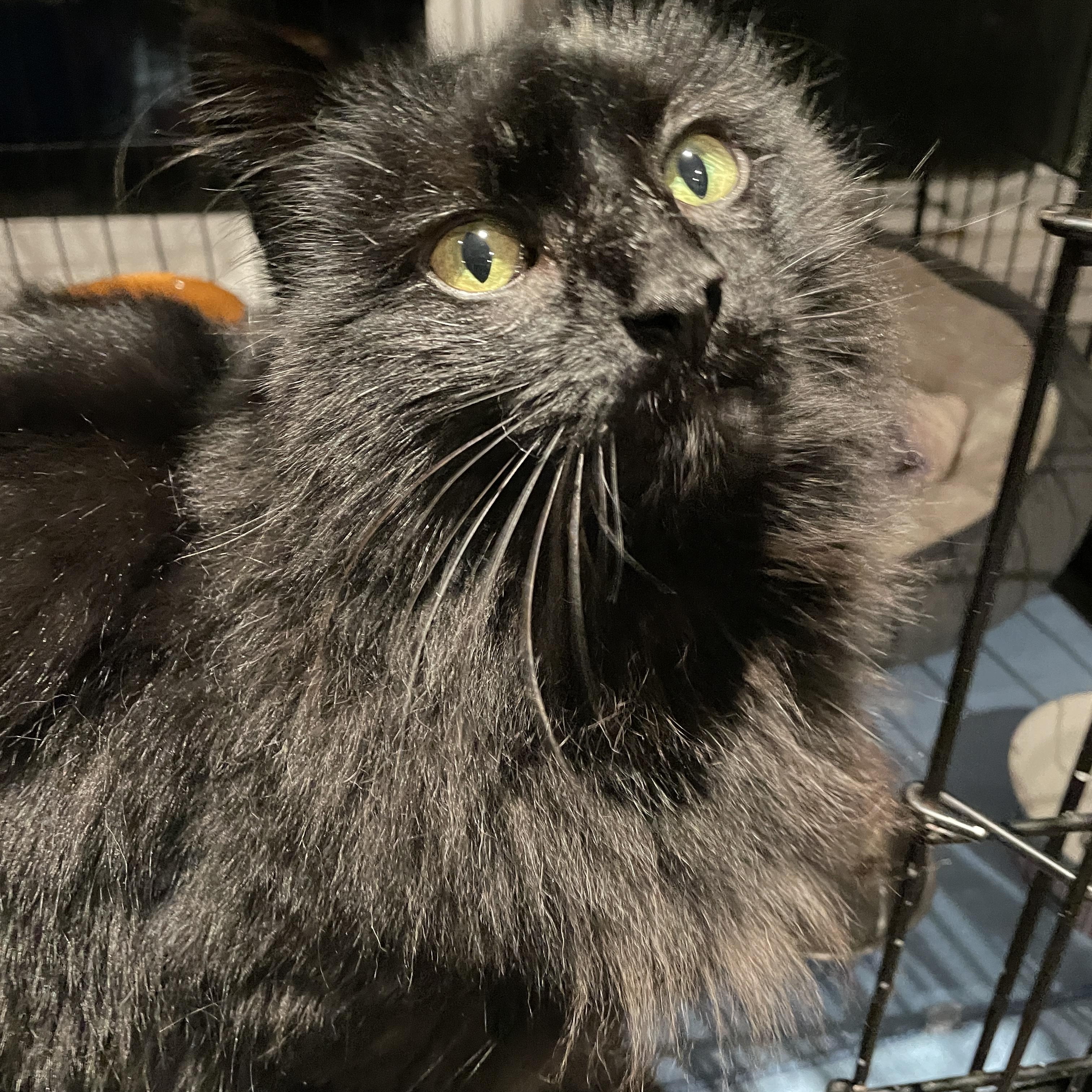 Penelope, a ADOPTABLE Domestic Medium Hair in Salt Spring Island, BC image 4/4