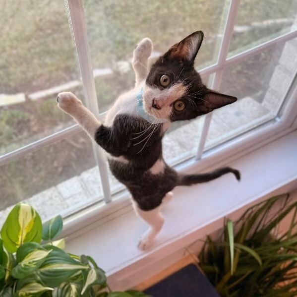 Oreo Montes — thumbnail 5