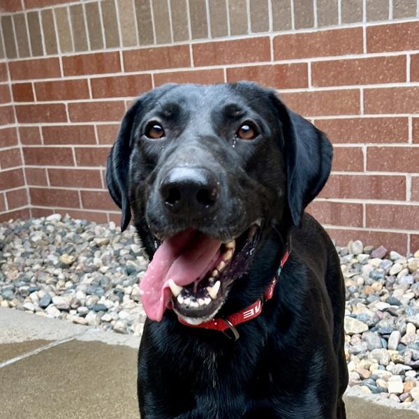 Choco, Adoptable, Adult Male Labrador Retriever & Pointer.