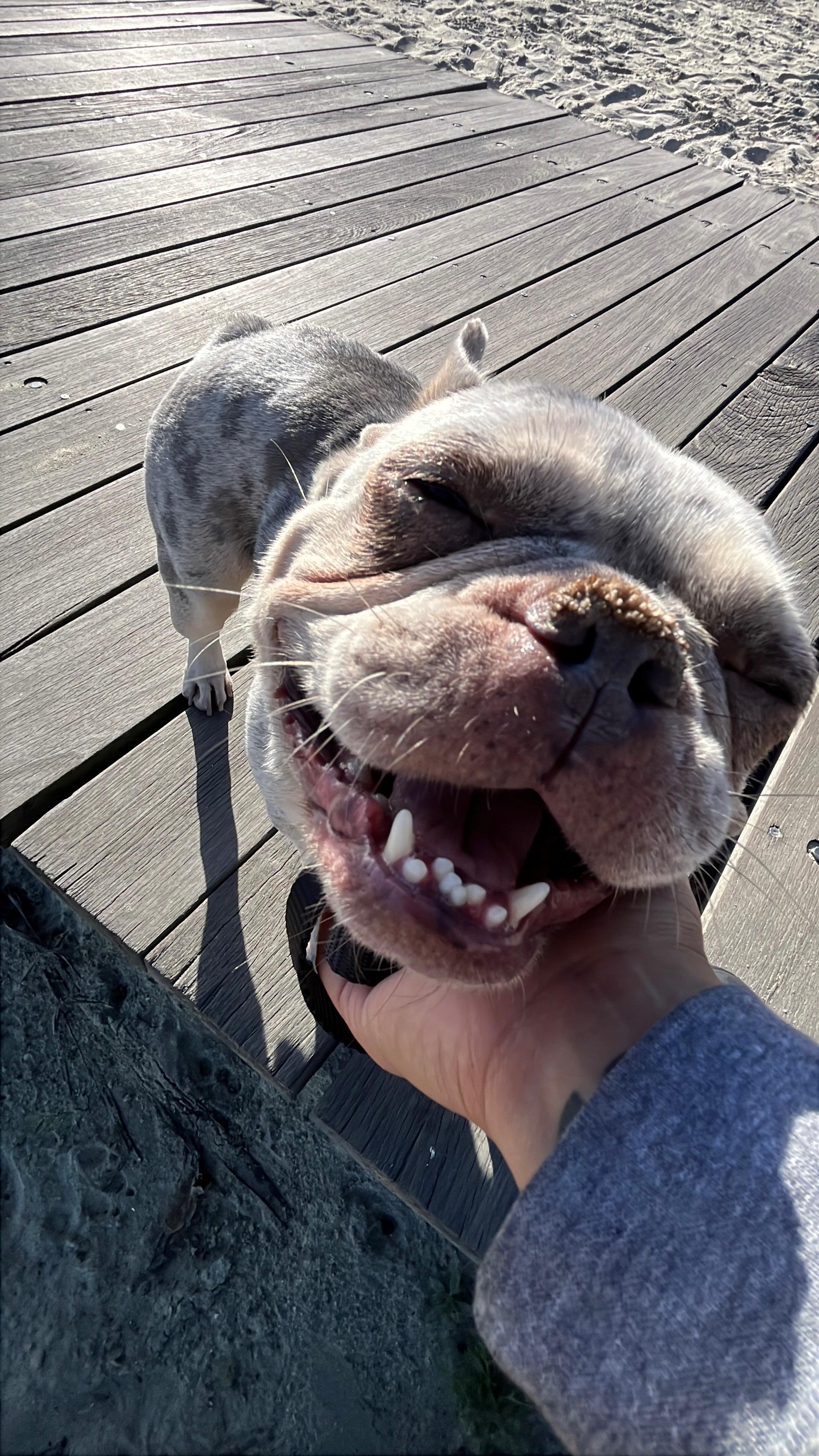 Enlarge Mina, a ADOPTABLE French Bulldog in Rancho Santa Fe, CA image 3/3