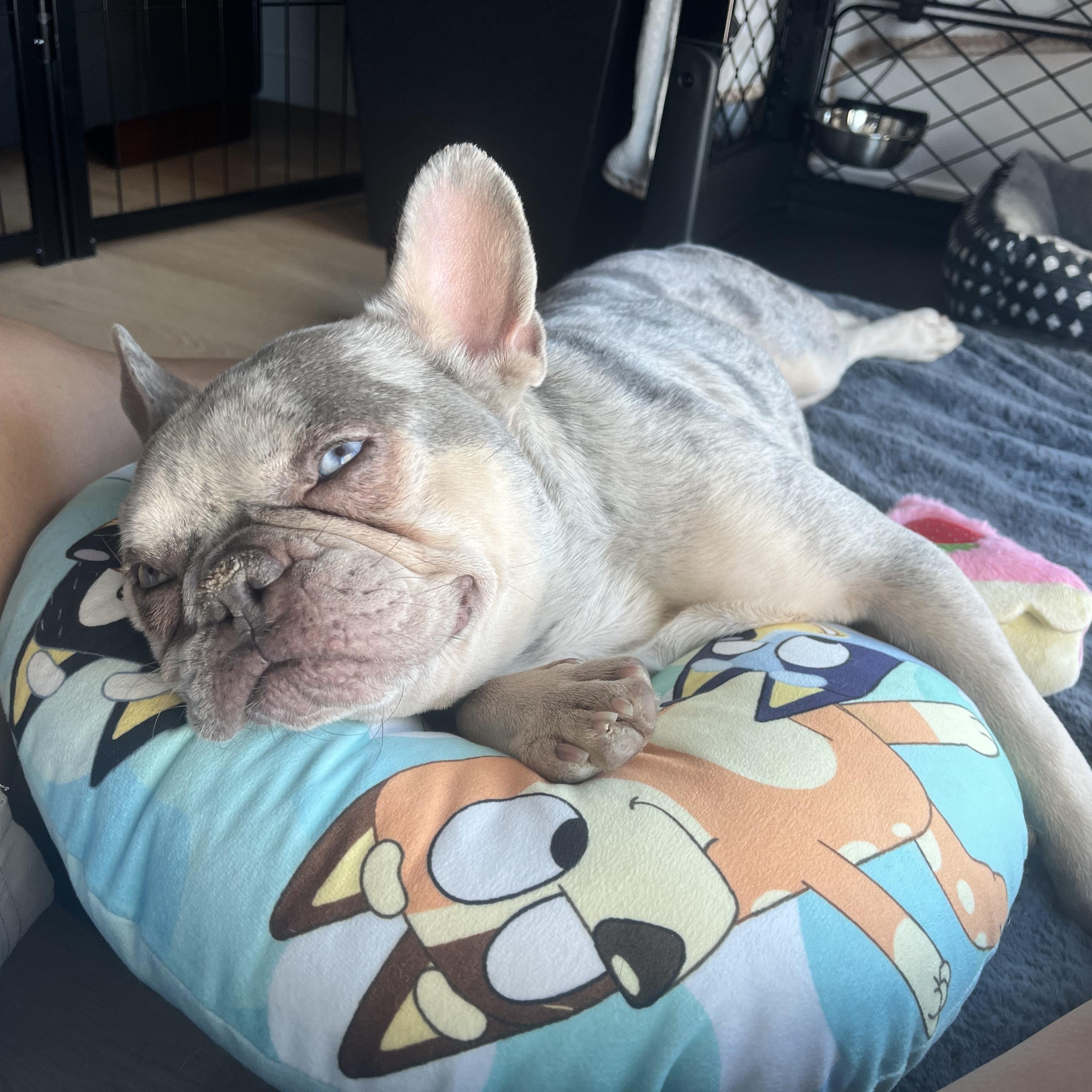 Enlarge Mina, a ADOPTABLE French Bulldog in Rancho Santa Fe, CA image 1/3