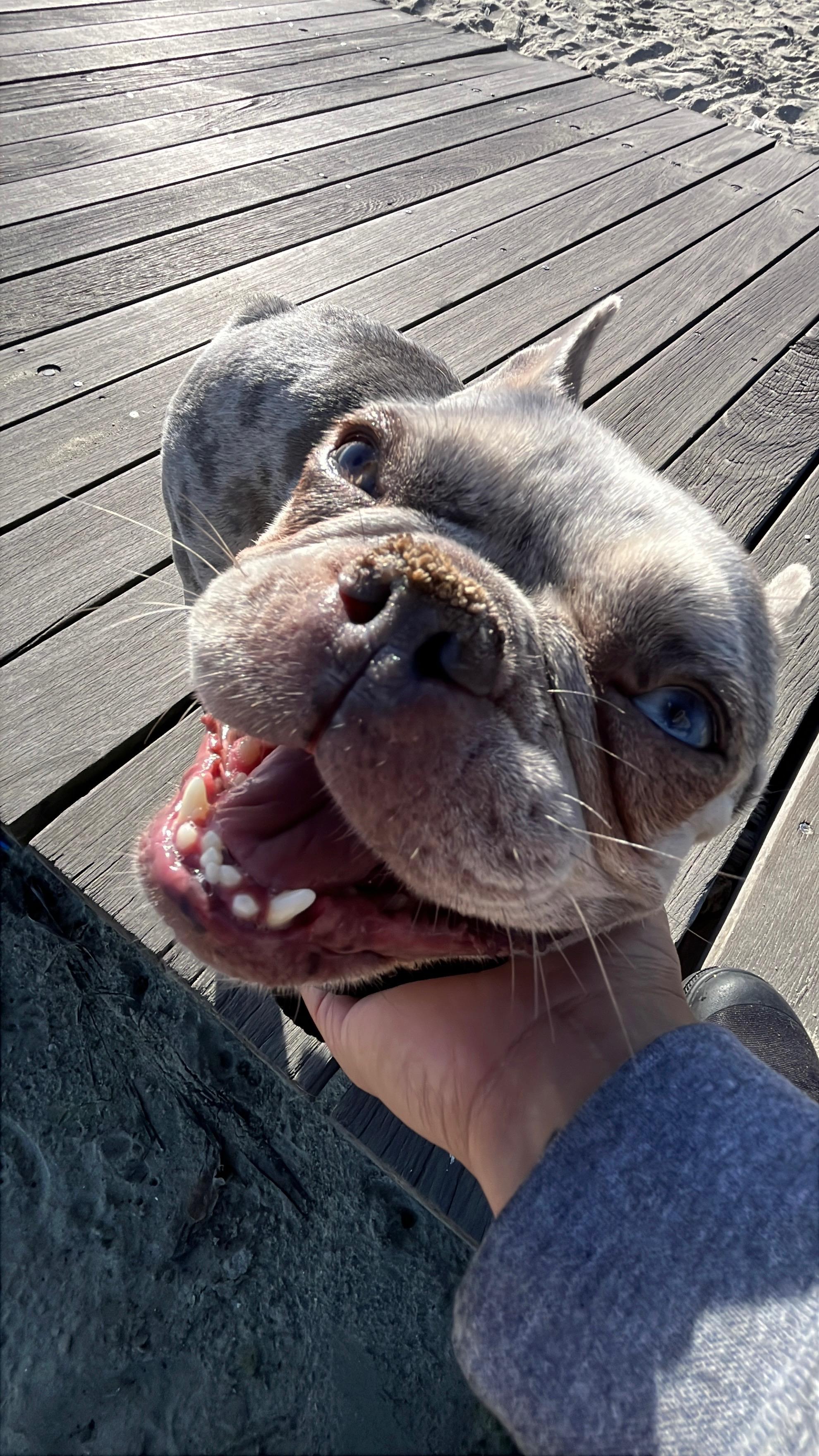 Enlarge Mina, a ADOPTABLE French Bulldog in Rancho Santa Fe, CA image 2/3