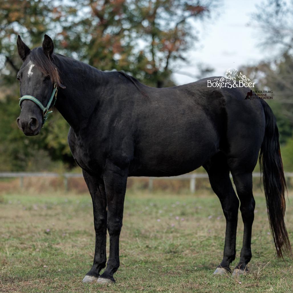 Enlarge Aragon, a Adoptable Quarterhorse in Marshall, VA image 2/6