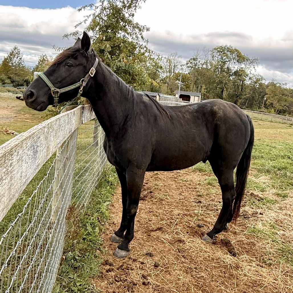 Enlarge Aragon, a Adoptable Quarterhorse in Marshall, VA image 3/6