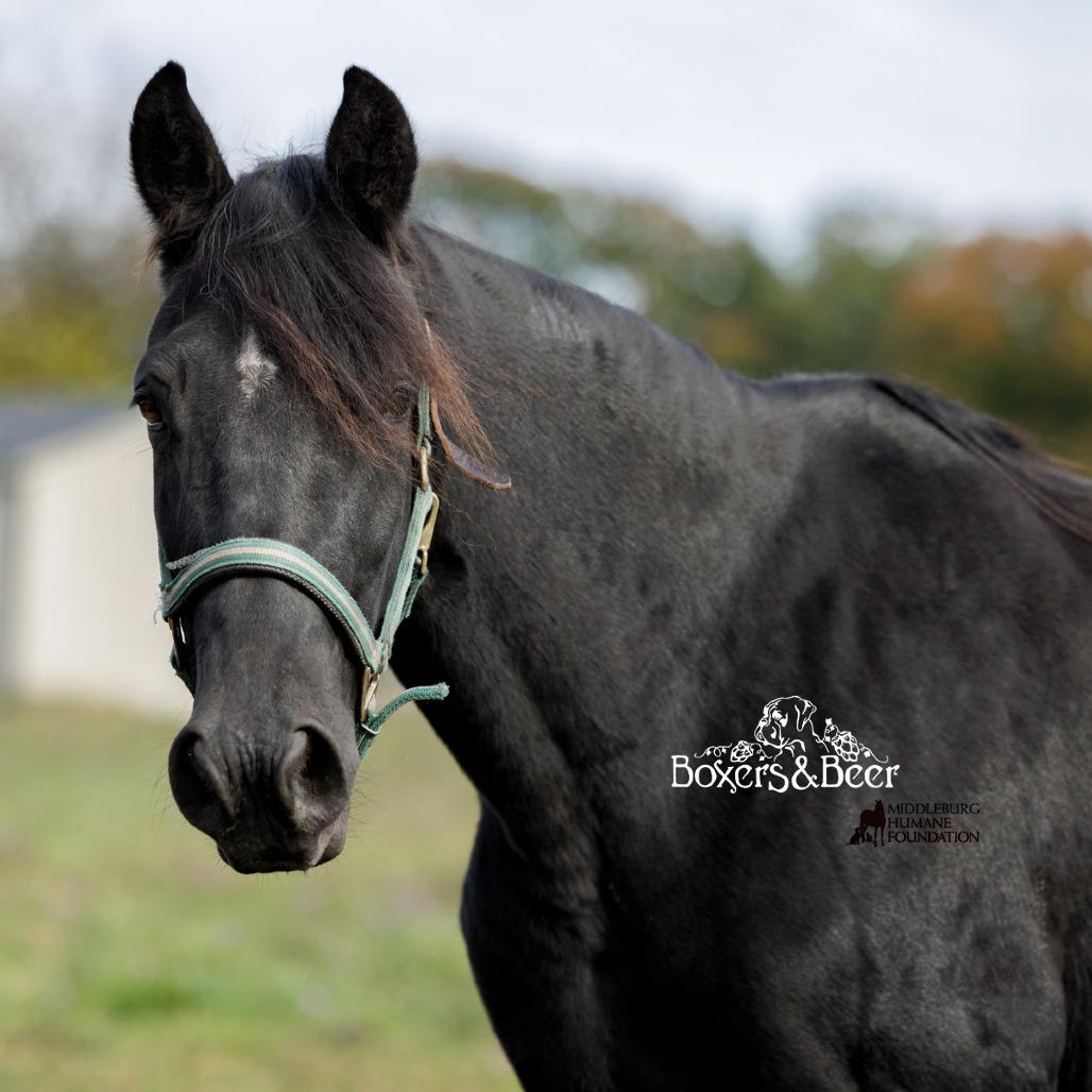 Enlarge Aragon, a Adoptable Quarterhorse in Marshall, VA image 4/6