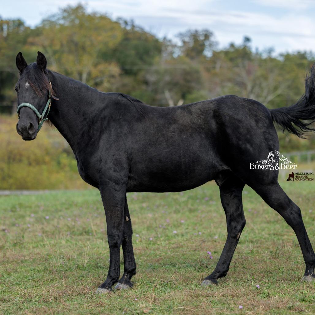 Enlarge Aragon, a Adoptable Quarterhorse in Marshall, VA image 5/6