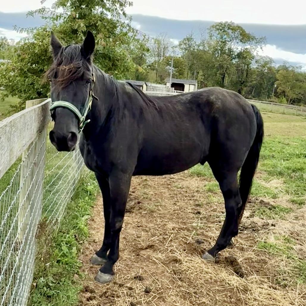 Enlarge Aragon, a Adoptable Quarterhorse in Marshall, VA image 6/6