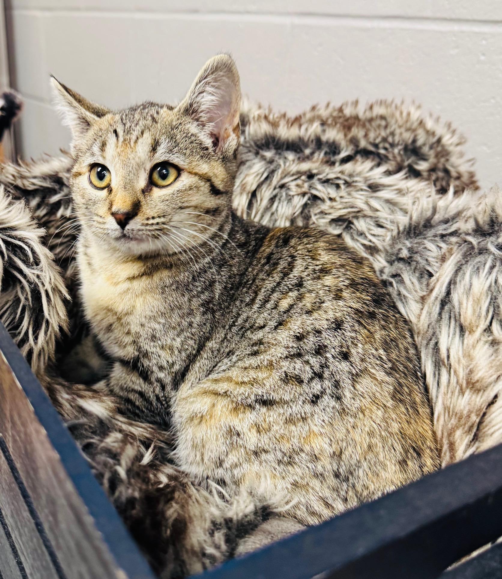 cuddly Cranberry, ADOPTABLE, Kitten Female Tabby.