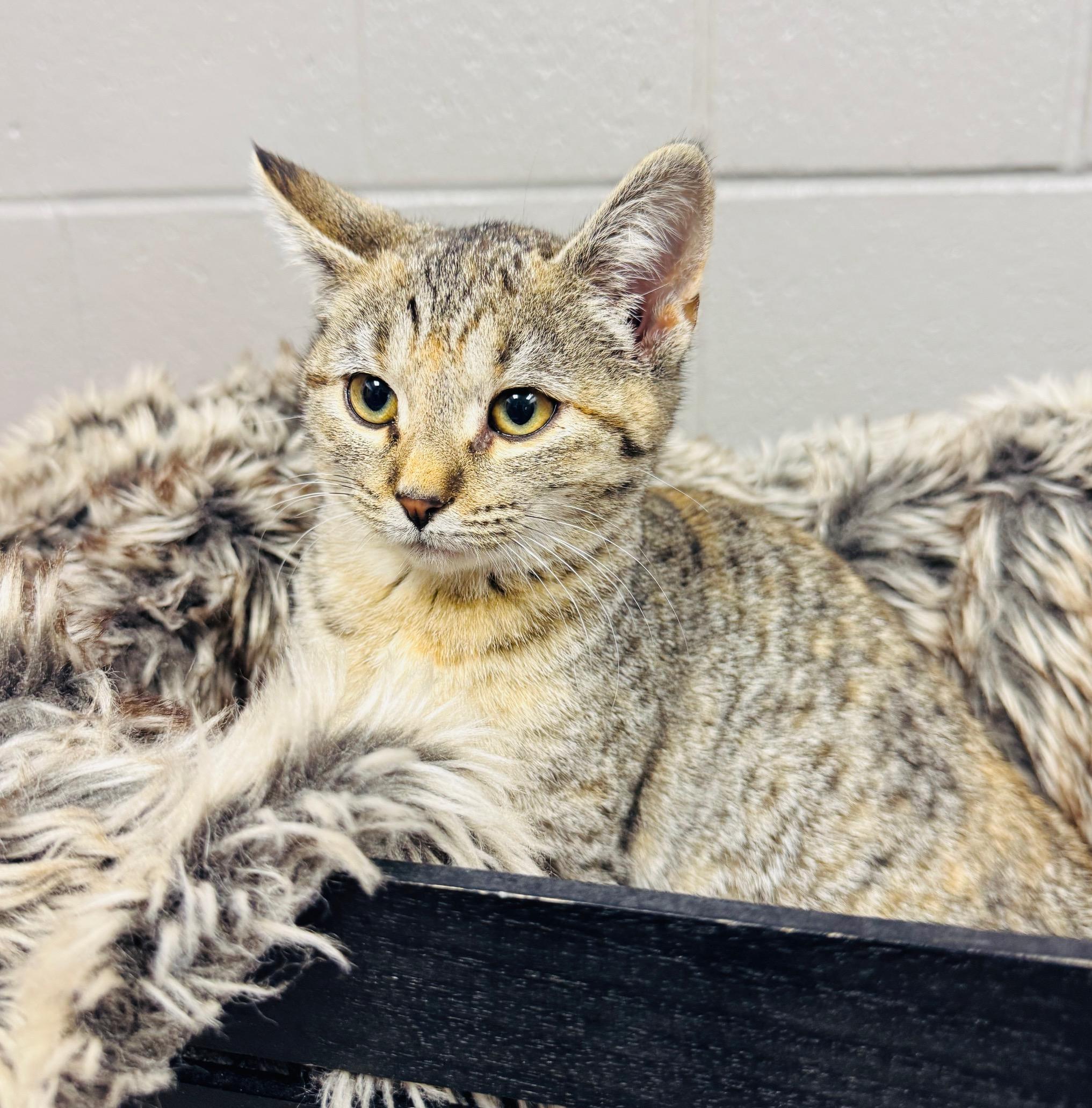 cuddly Cranberry, a ADOPTABLE Tabby in West Hartford , CT image 2/4