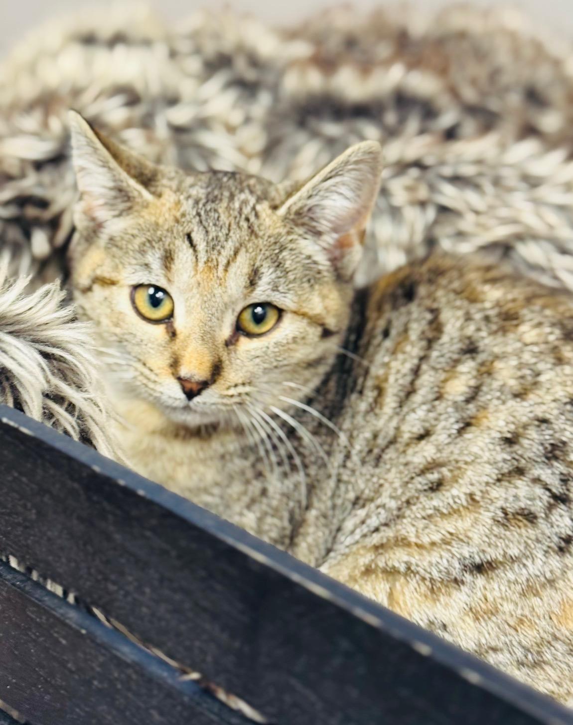 cuddly Cranberry, a ADOPTABLE Tabby in West Hartford , CT image 3/4